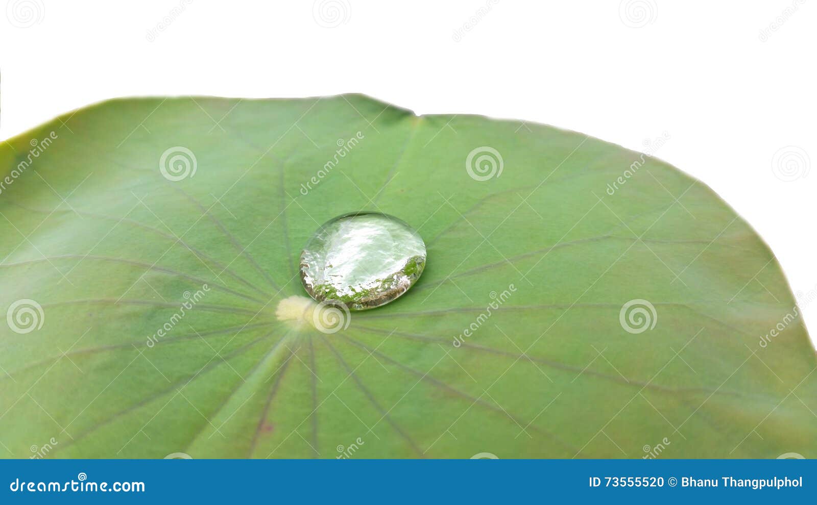 Lotus Leaves with Dew on White Background Stock Photo Image of plant, spring 73555520