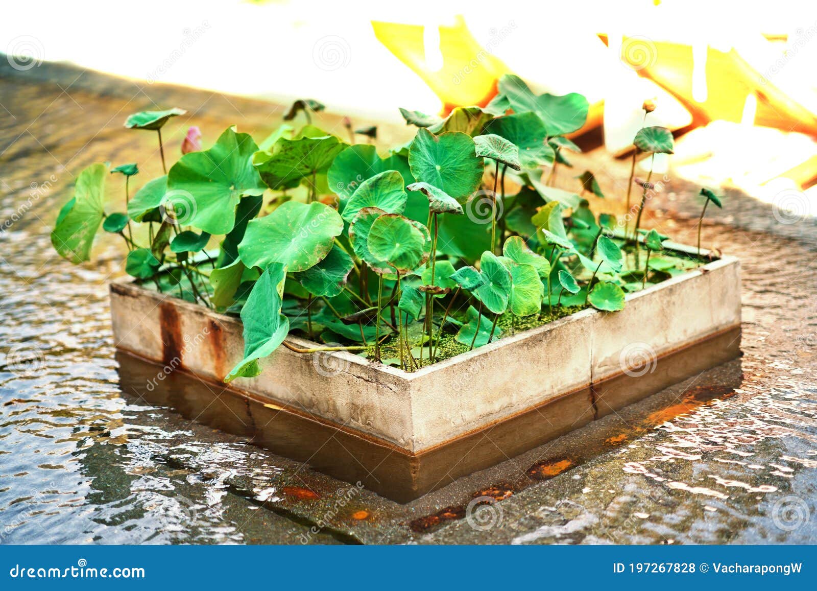 Lotus with Leaves in Pot among Water Pool in Garden Stock Photo Image