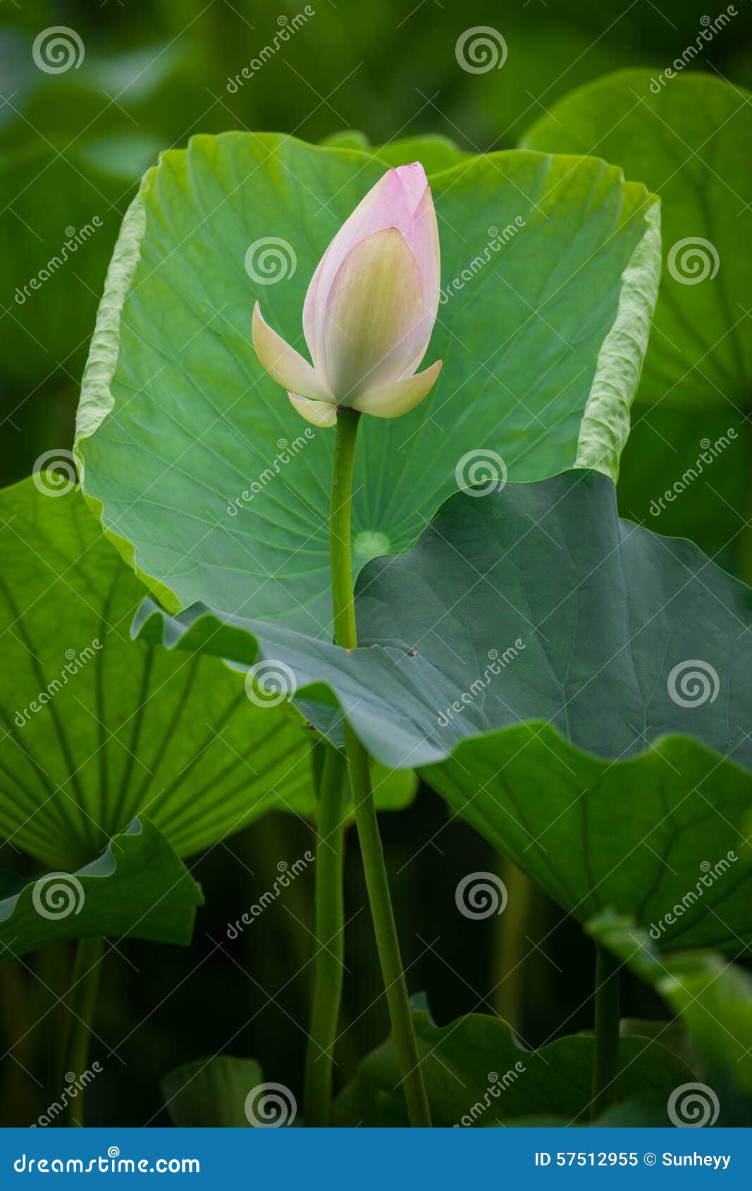 Lotus mud stock image. Image of pink, night, leisure 57512955
