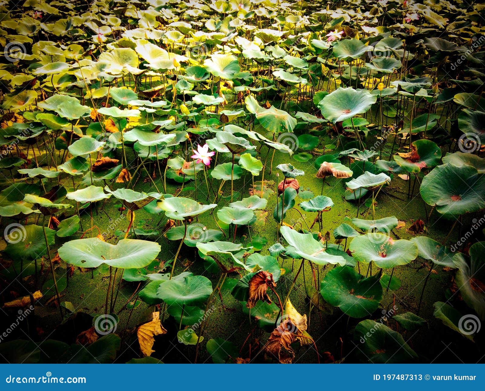 972 Lotus Mud Photos Free & RoyaltyFree Stock Photos from Dreamstime