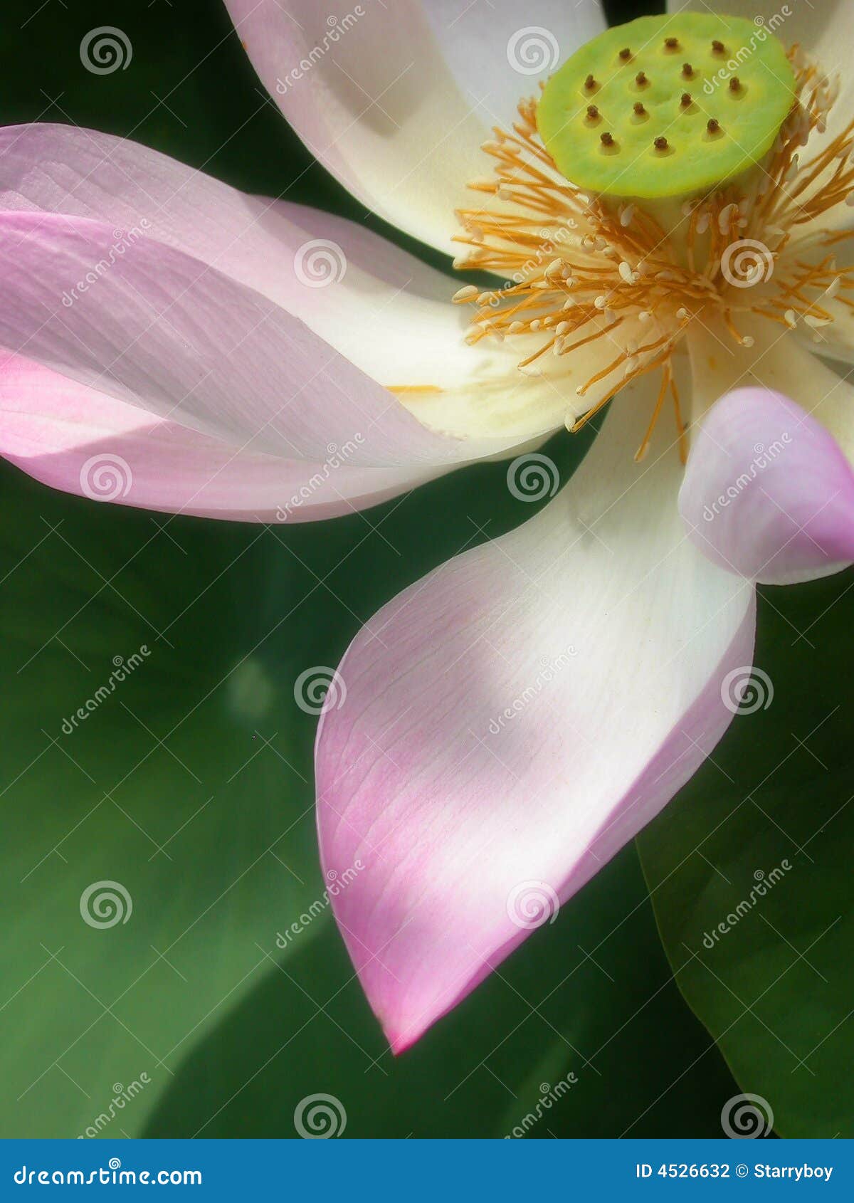 lotus petal