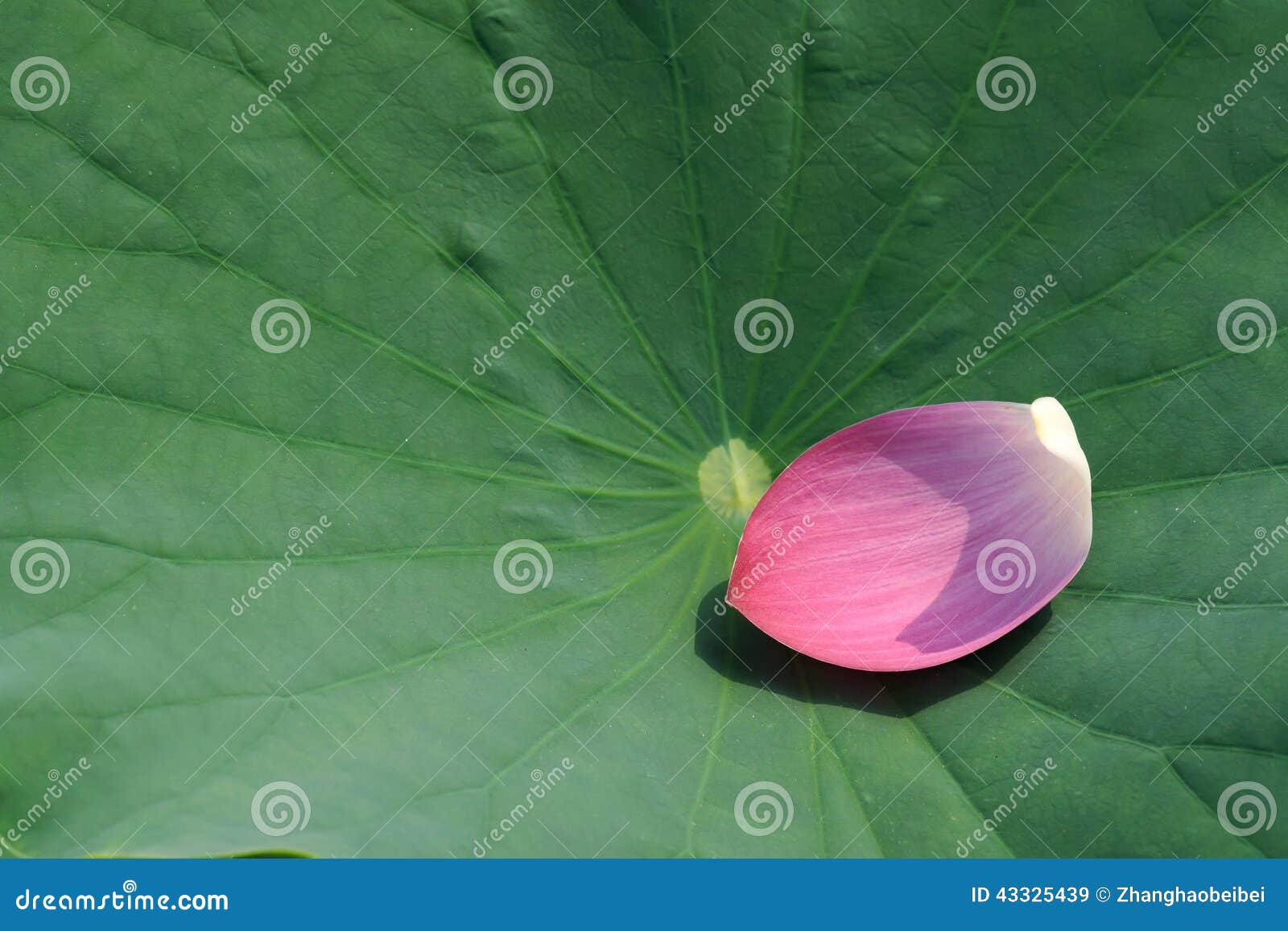 Lotus petal stock image. Image of leaf, petal, close 43325439