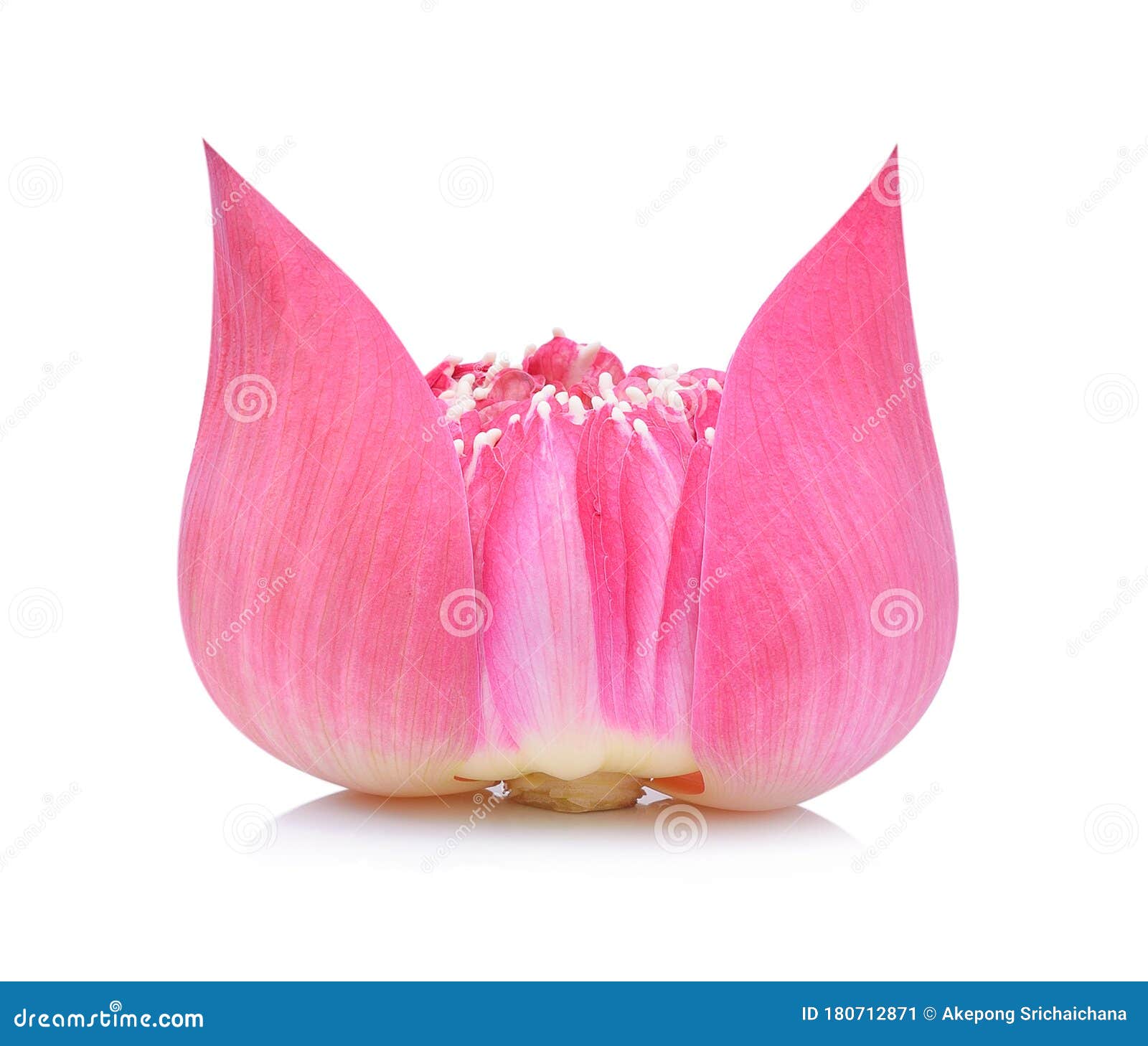Lotus Petal on White Background Stock Image Image of summer, floral