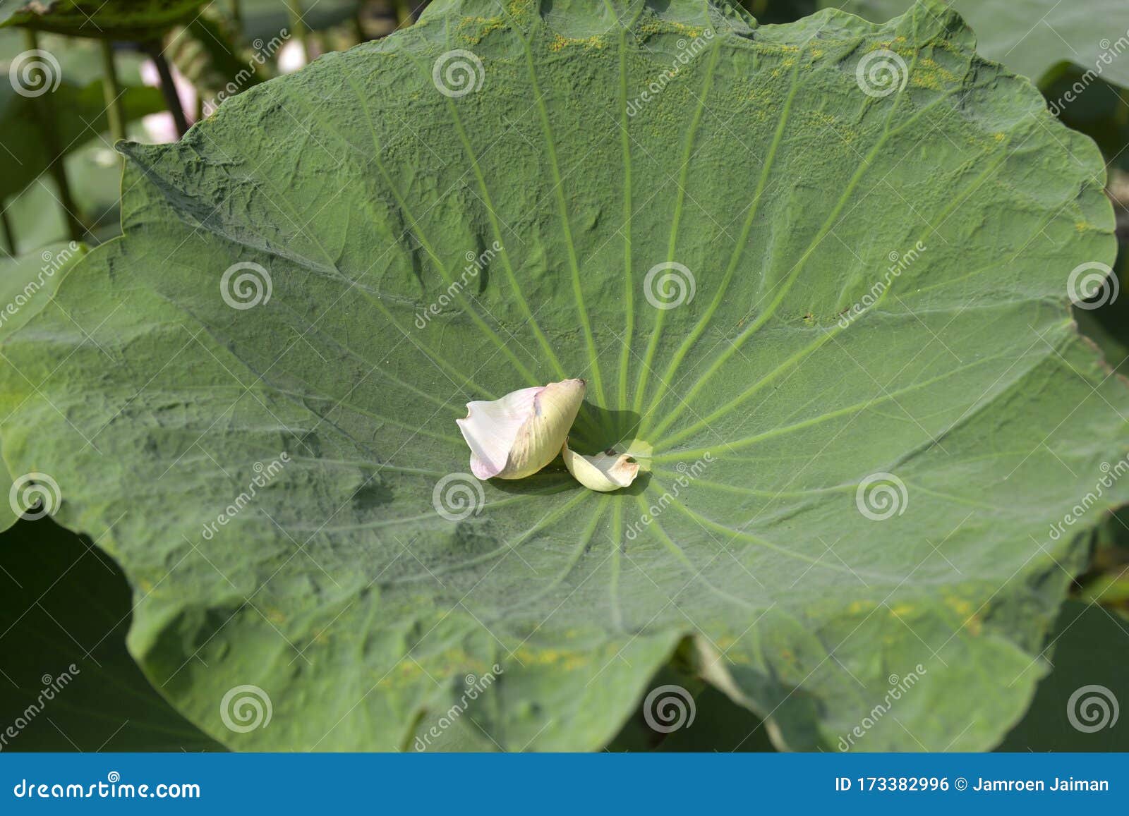 Lotus Petals Falling on the Lotus Leaf Stock Photo Image of outdoor