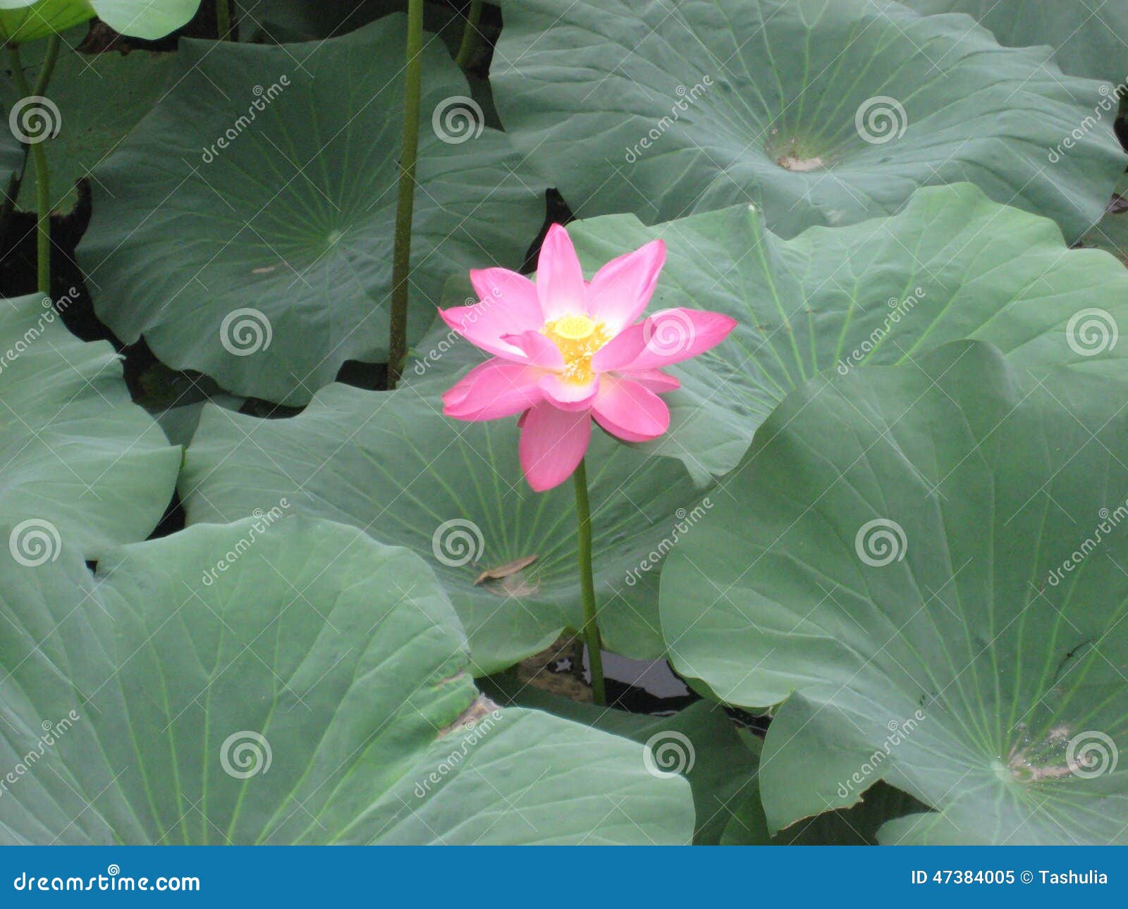 Lotus stock image. Image of delicated, blossom, flowering 47384005