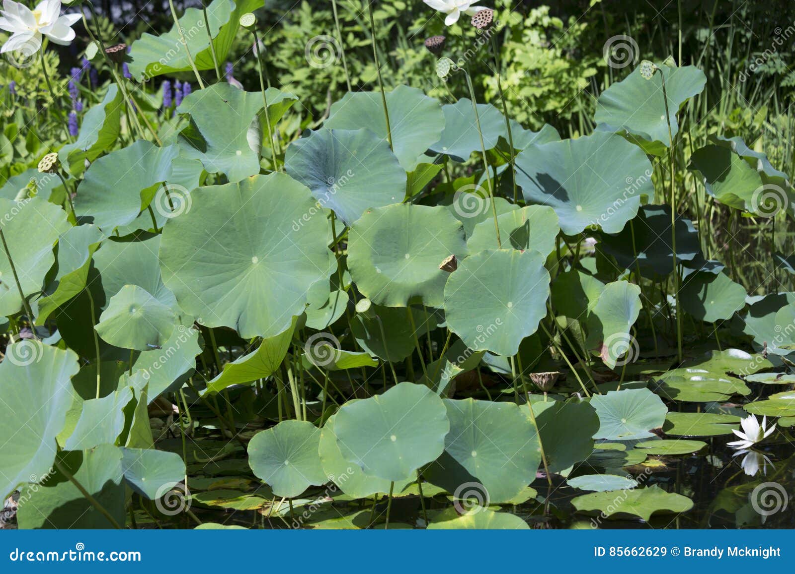 Lotus Plant stock image. Image of biology, oriental, lotus 85662629