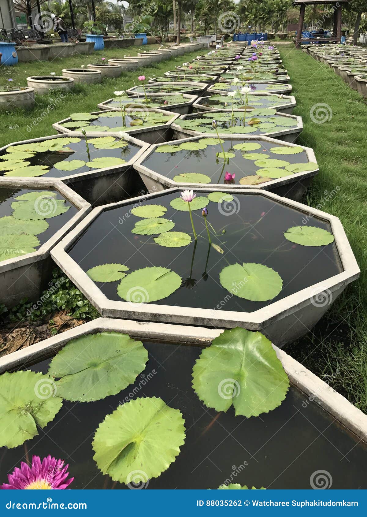 Lotus plant pots. stock photo. Image of extend, lotus 88035262