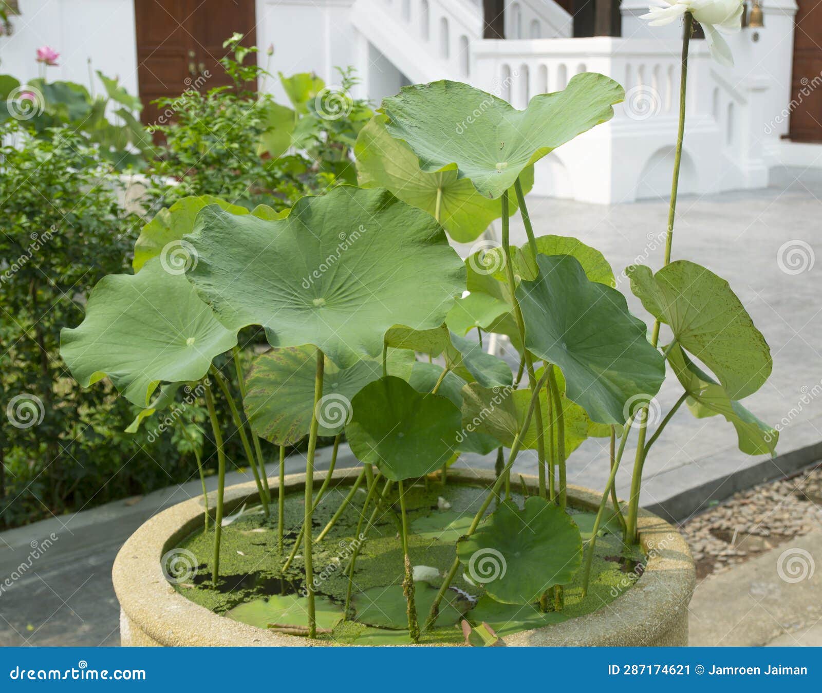Lotus Plants and Lotus Leaves in Decorative Water Pots Stock Image