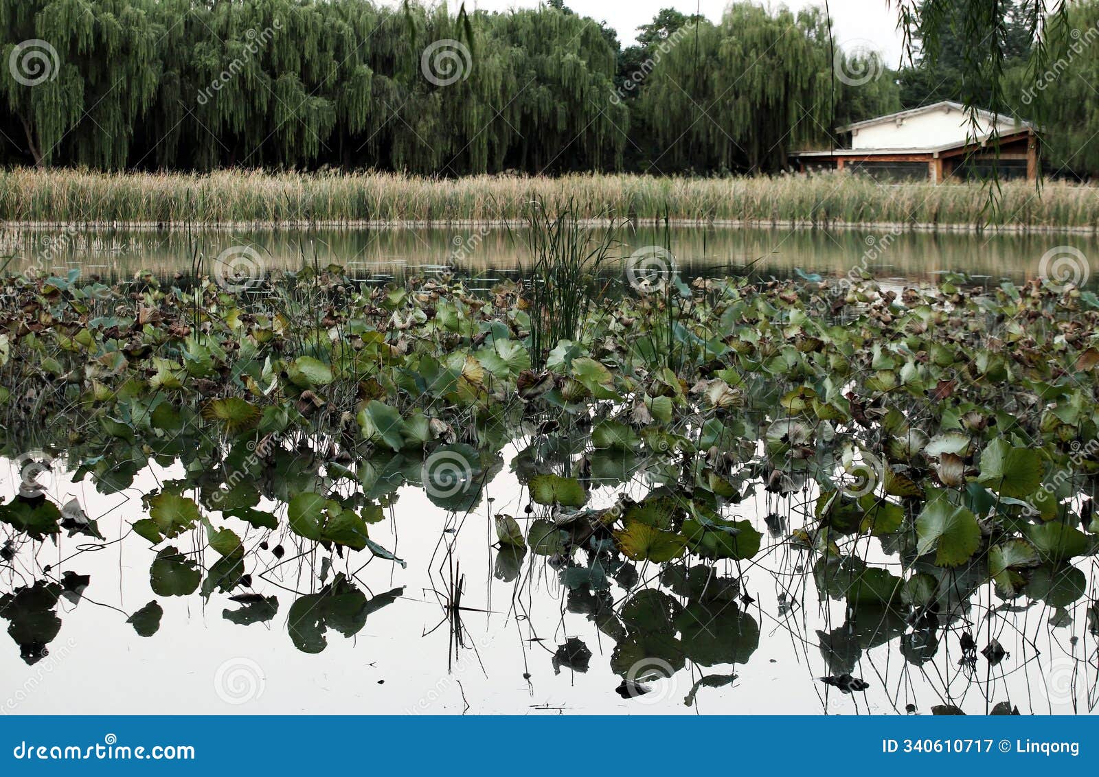 the lotus pond gradually withers in autumn