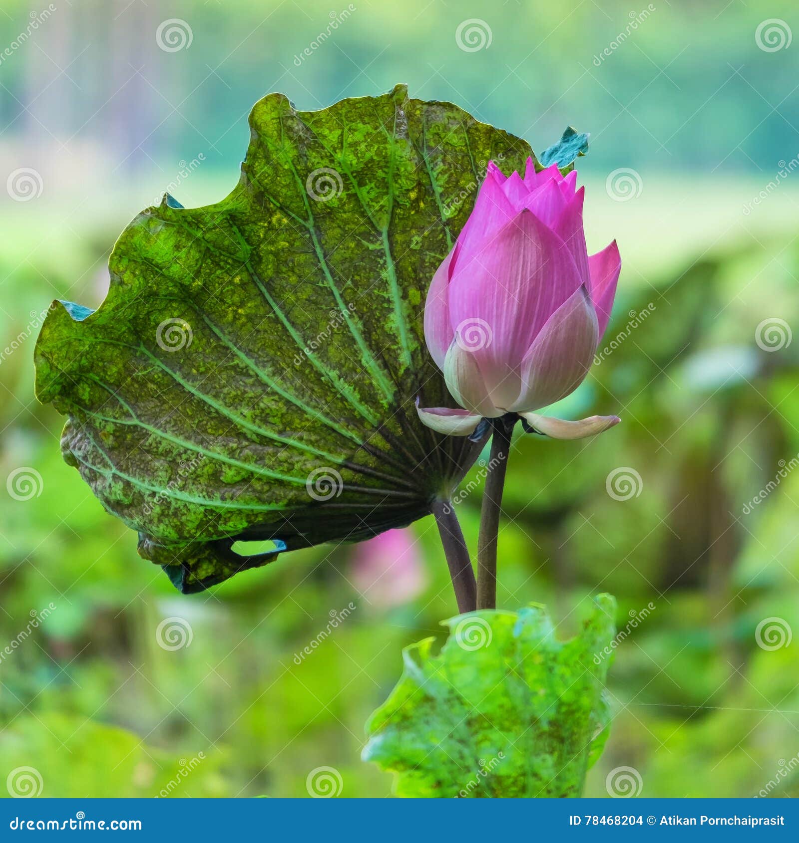 Lotus ponds stock photo. Image of botanical, nucifera 78468204