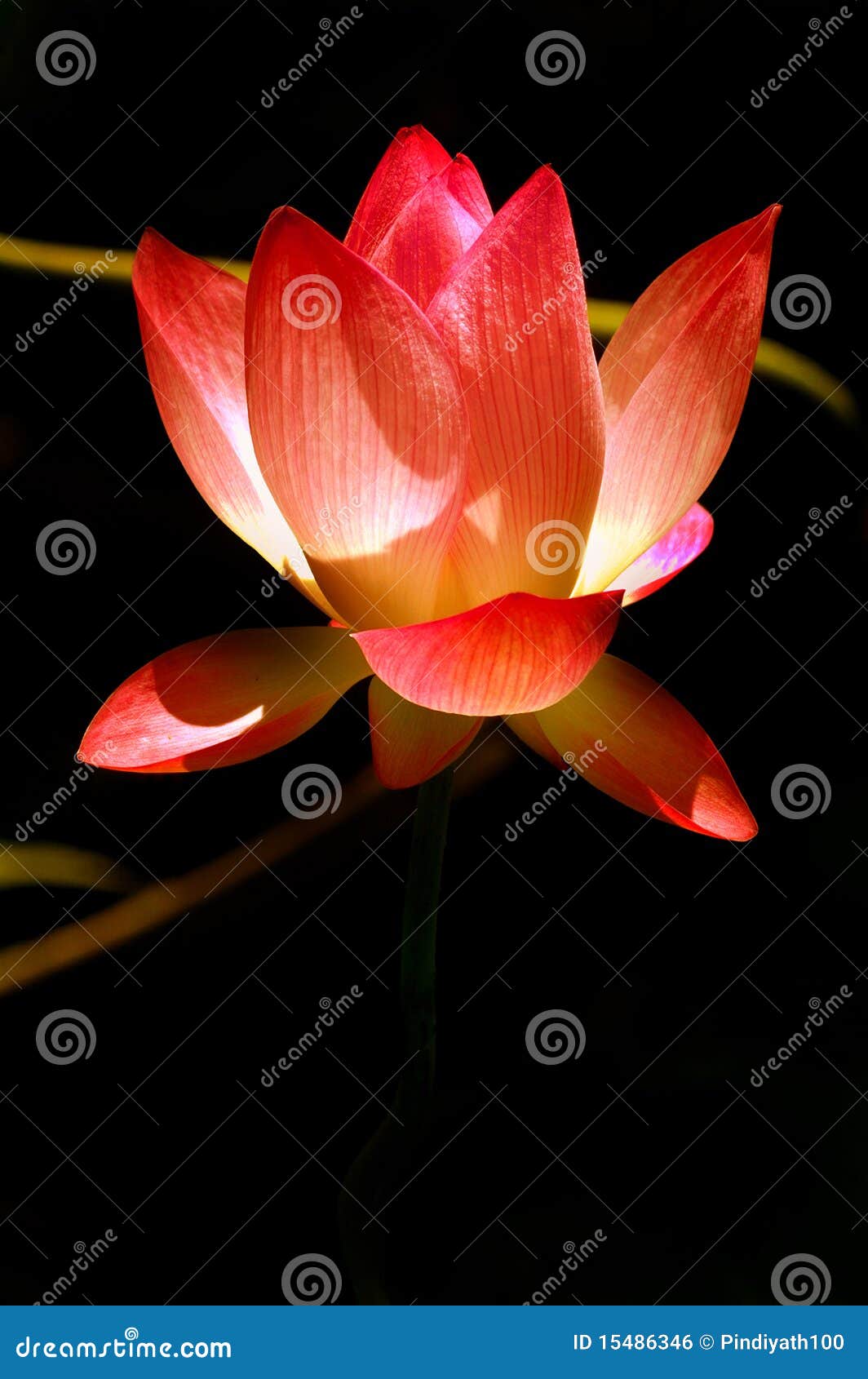 Lotus rose photo stock. Image du pétales, spirituel, centrale 15486346