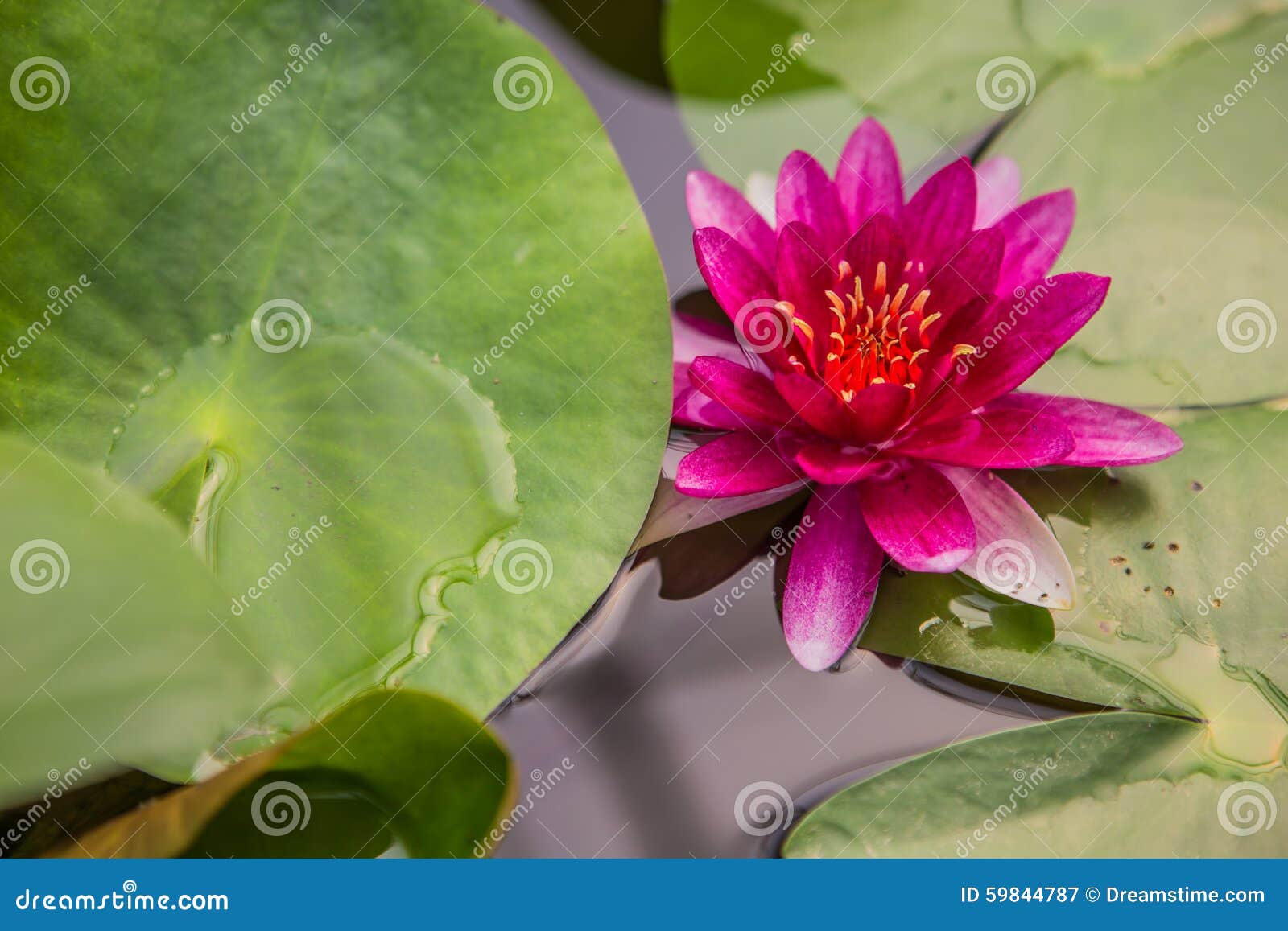 Un petit lotus rose dans l'eau