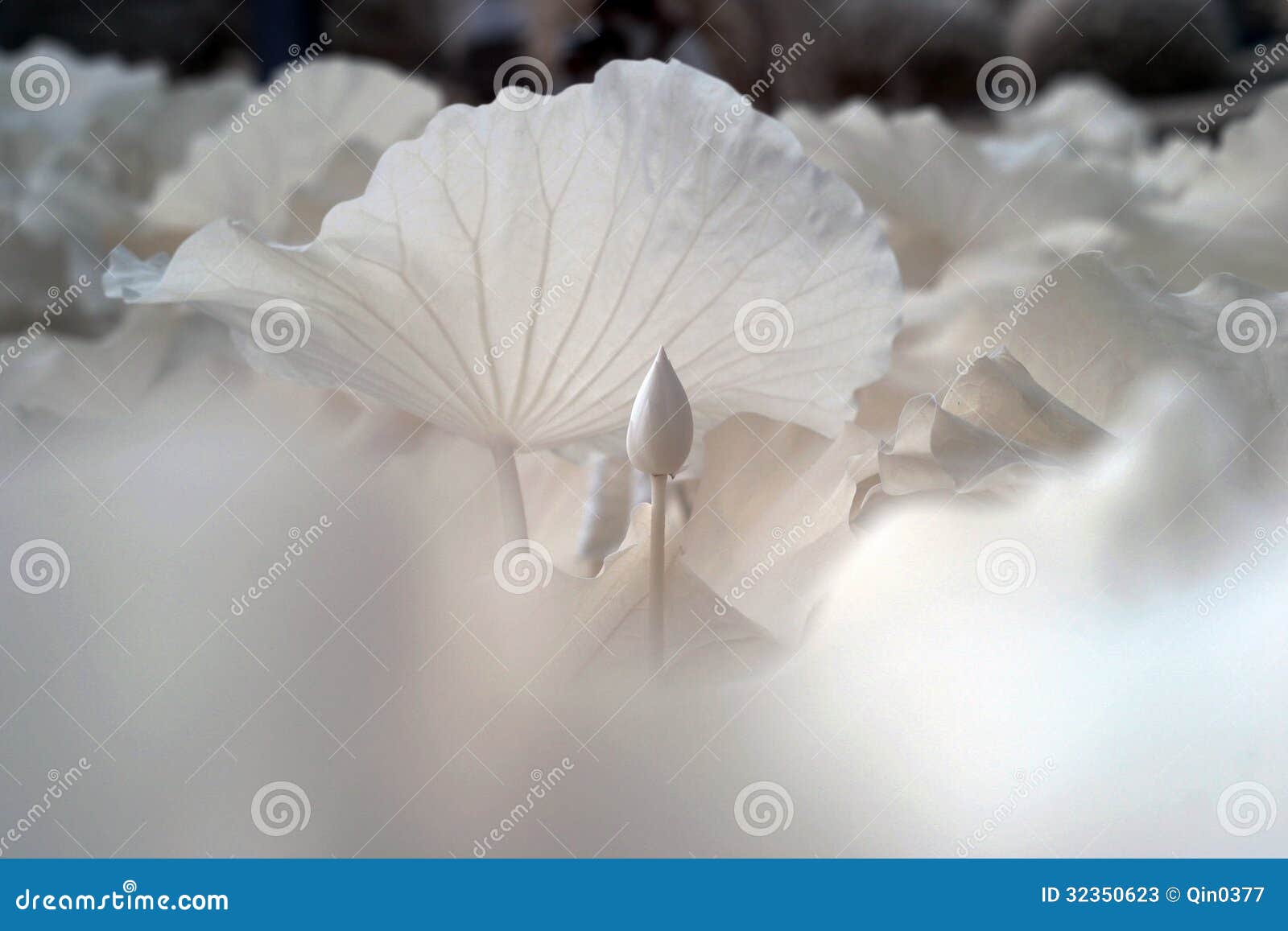 lotus (scientific name: nelumbo nucifera)