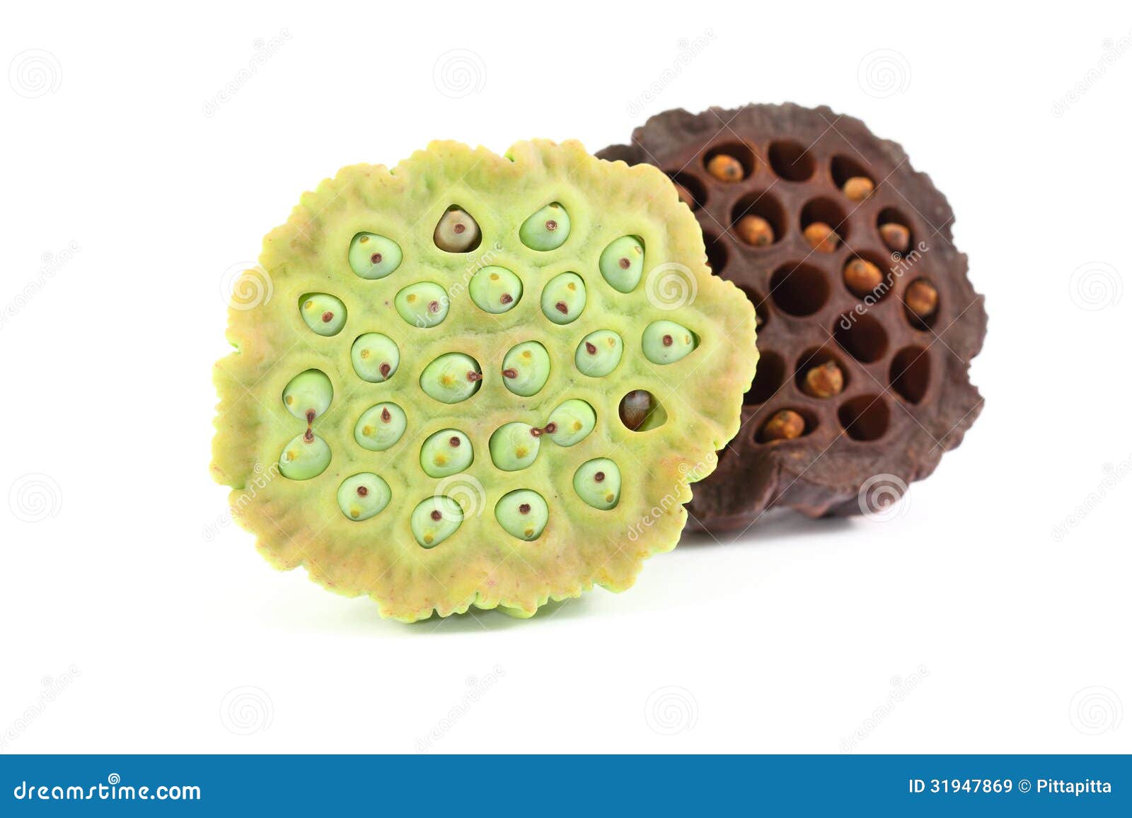 The lotus seed case stock image. Image of seed, case - 31947869