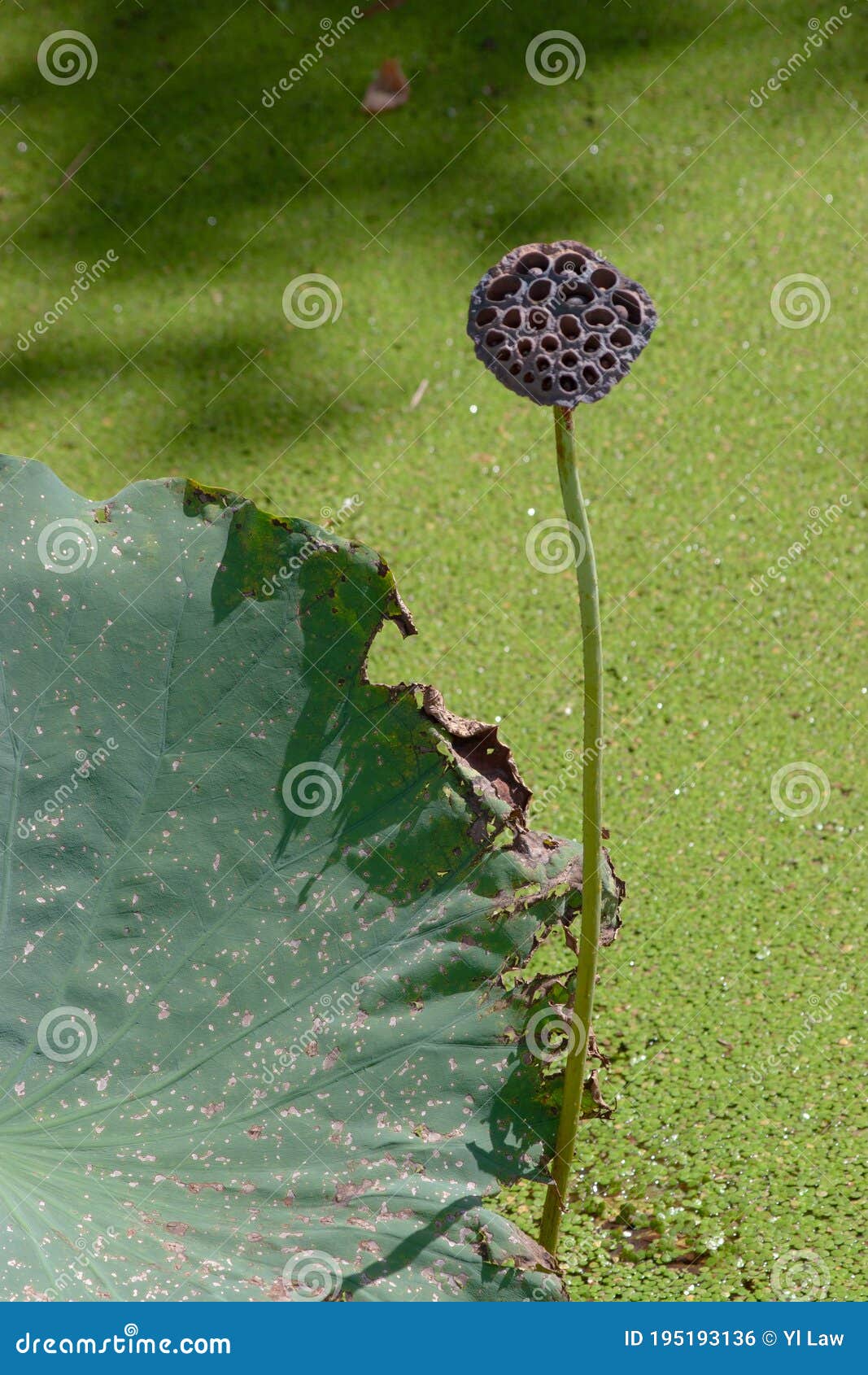 A Lotus Seed Head , Lotus Flower Head Stock Photo Image of life, pink