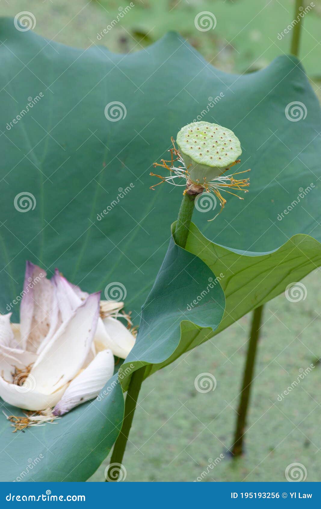 A Lotus Seed Head , Lotus Flower Head Stock Photo Image of flower