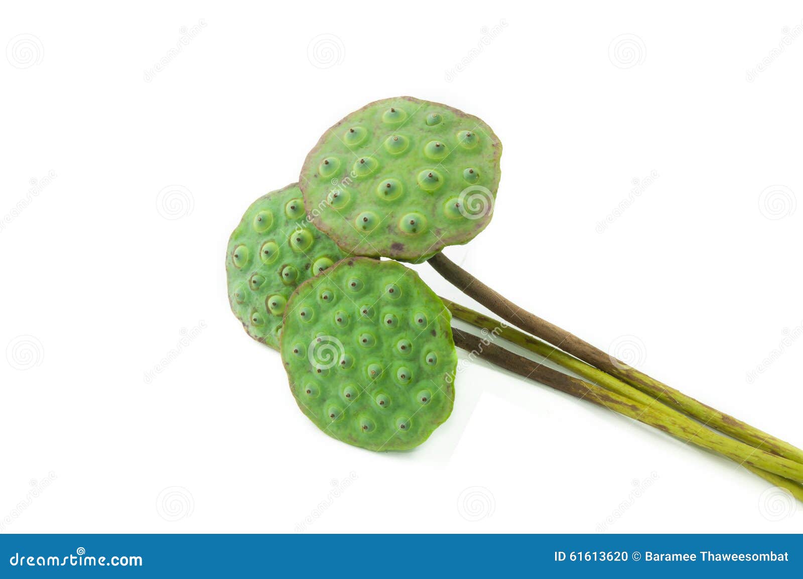 Lotus seed stock photo. Image of herbal, vegetable, ingredient 61613620