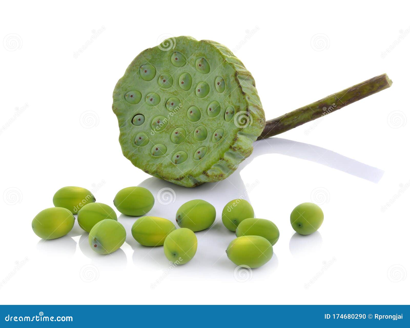 Lotus seed stock photo. Image of waterlily, medicinal 174680290