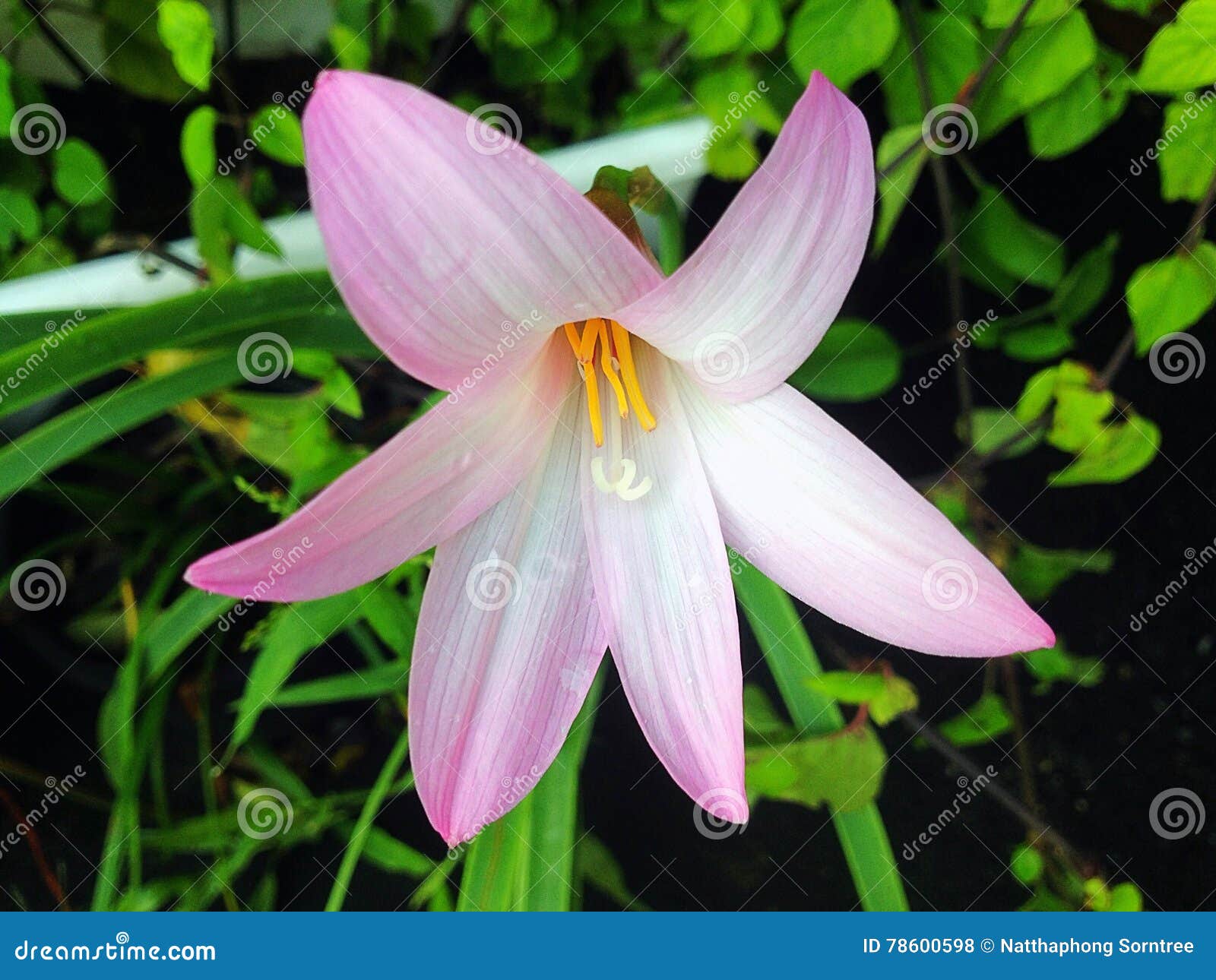 Lotus soil stock photo. Image of lotus, flower, soil 78600598