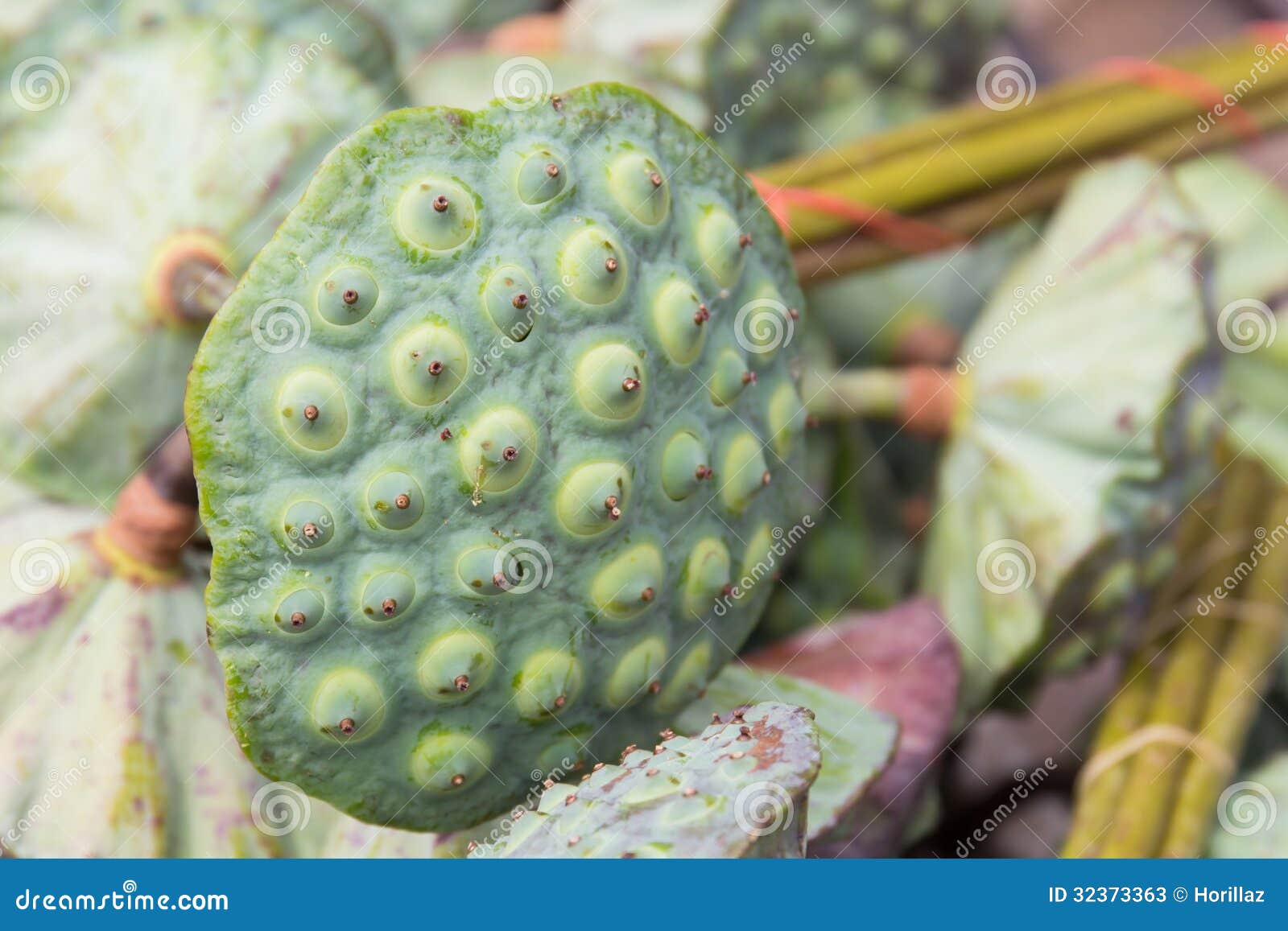 lotus stem stock image