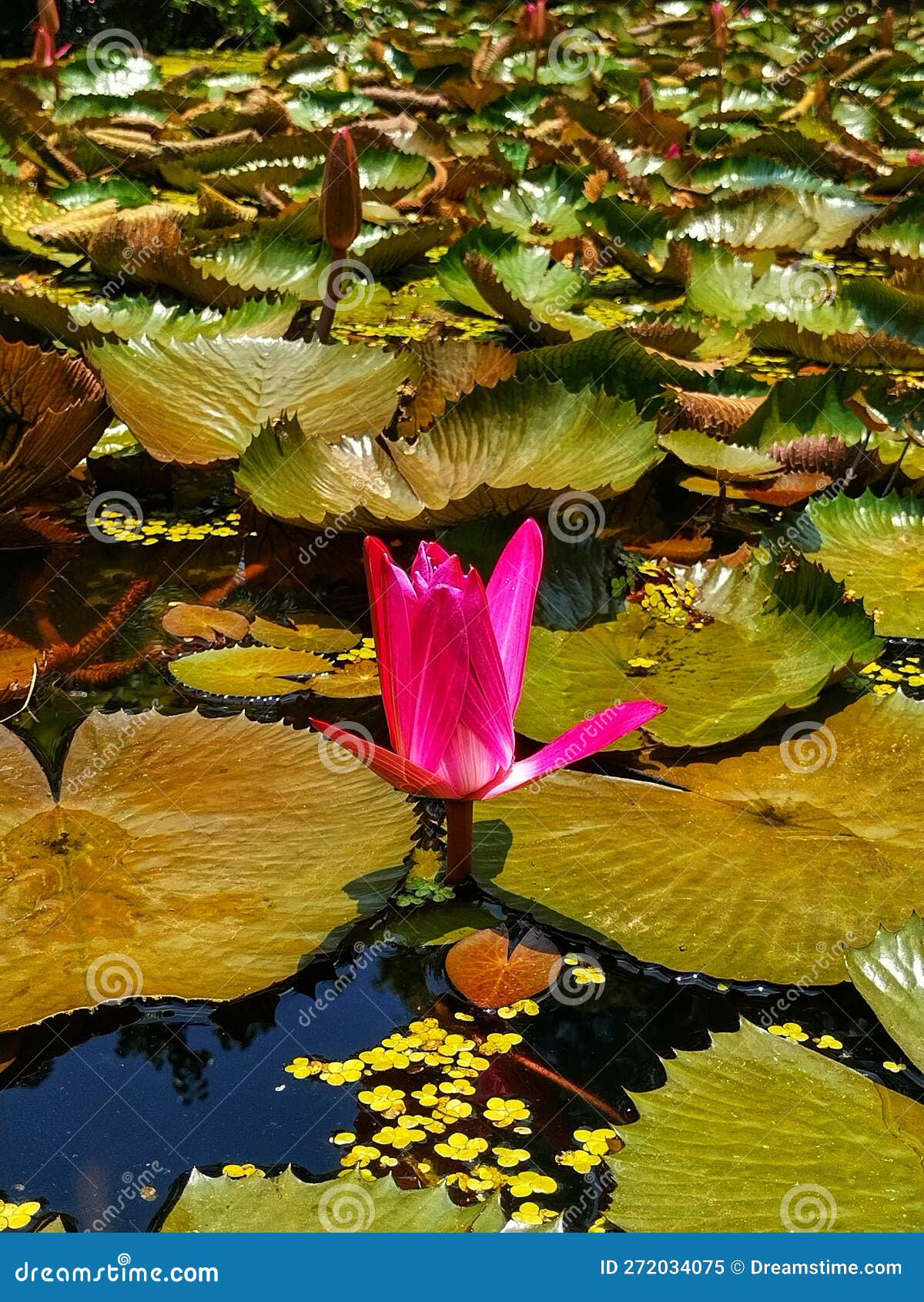 Lotus Thrives in Fish Ponds Stock Image Image of water, fish 272034075