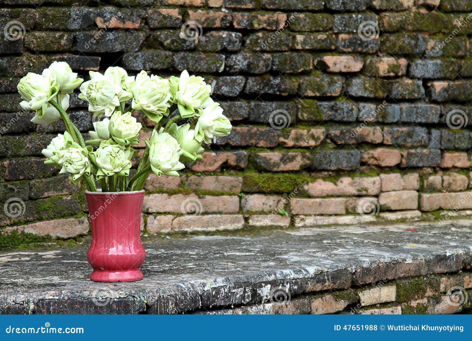 Lotus Vase stock photo. Image of flower, closeup, beautiful 47651988