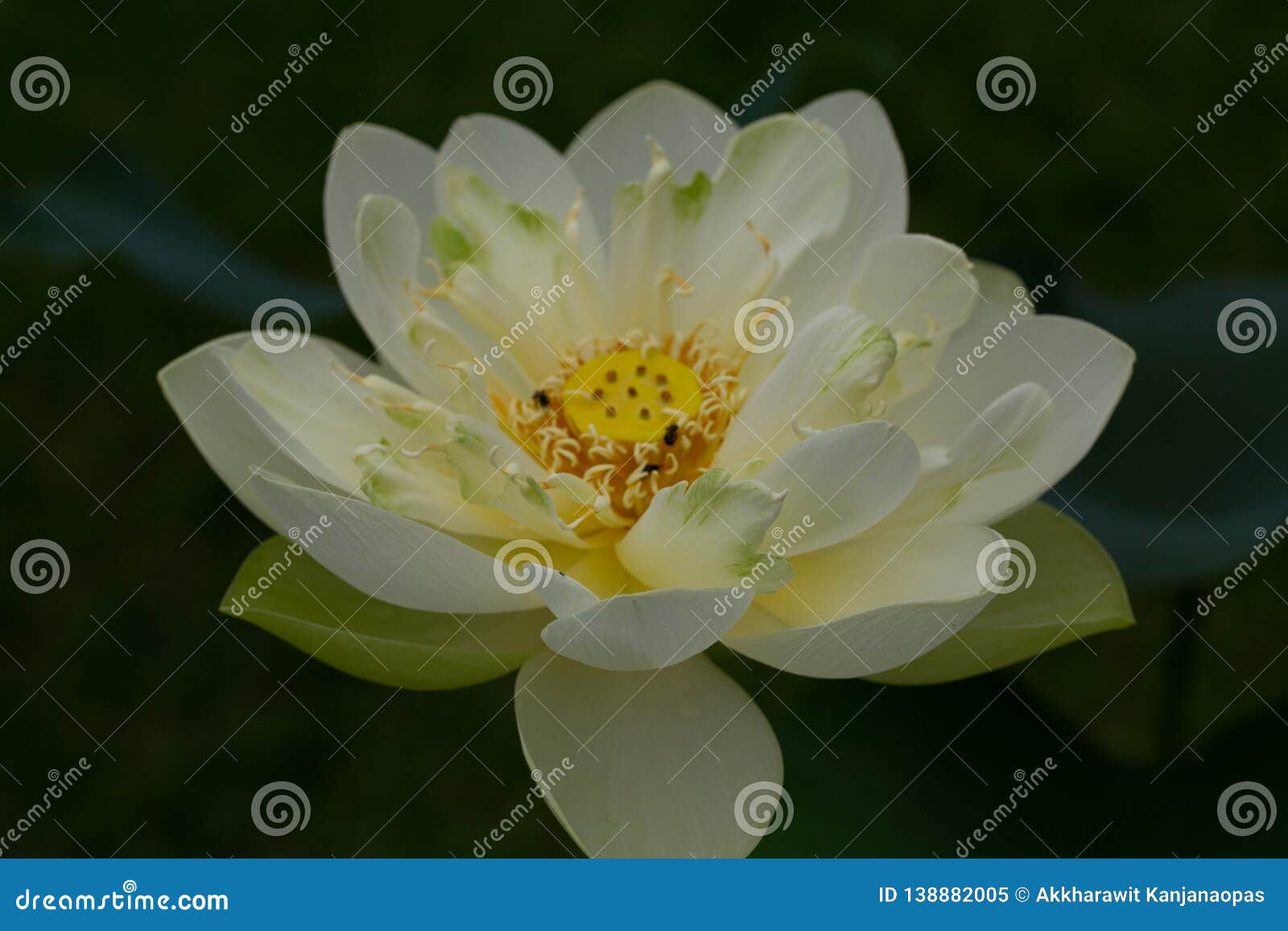  Oriental  Flora  For Enlightening Stock Image Image of 