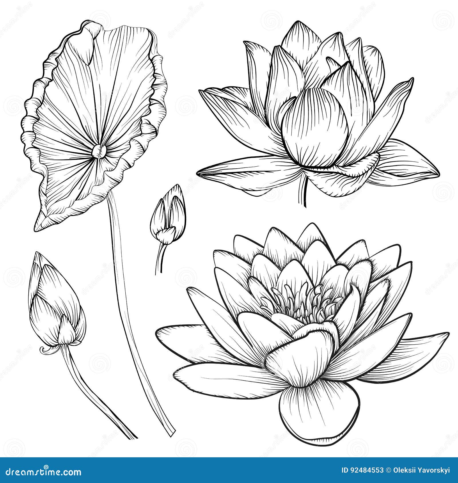 Lotus Flower In Water, Drawing Royalty-Free Stock Photography