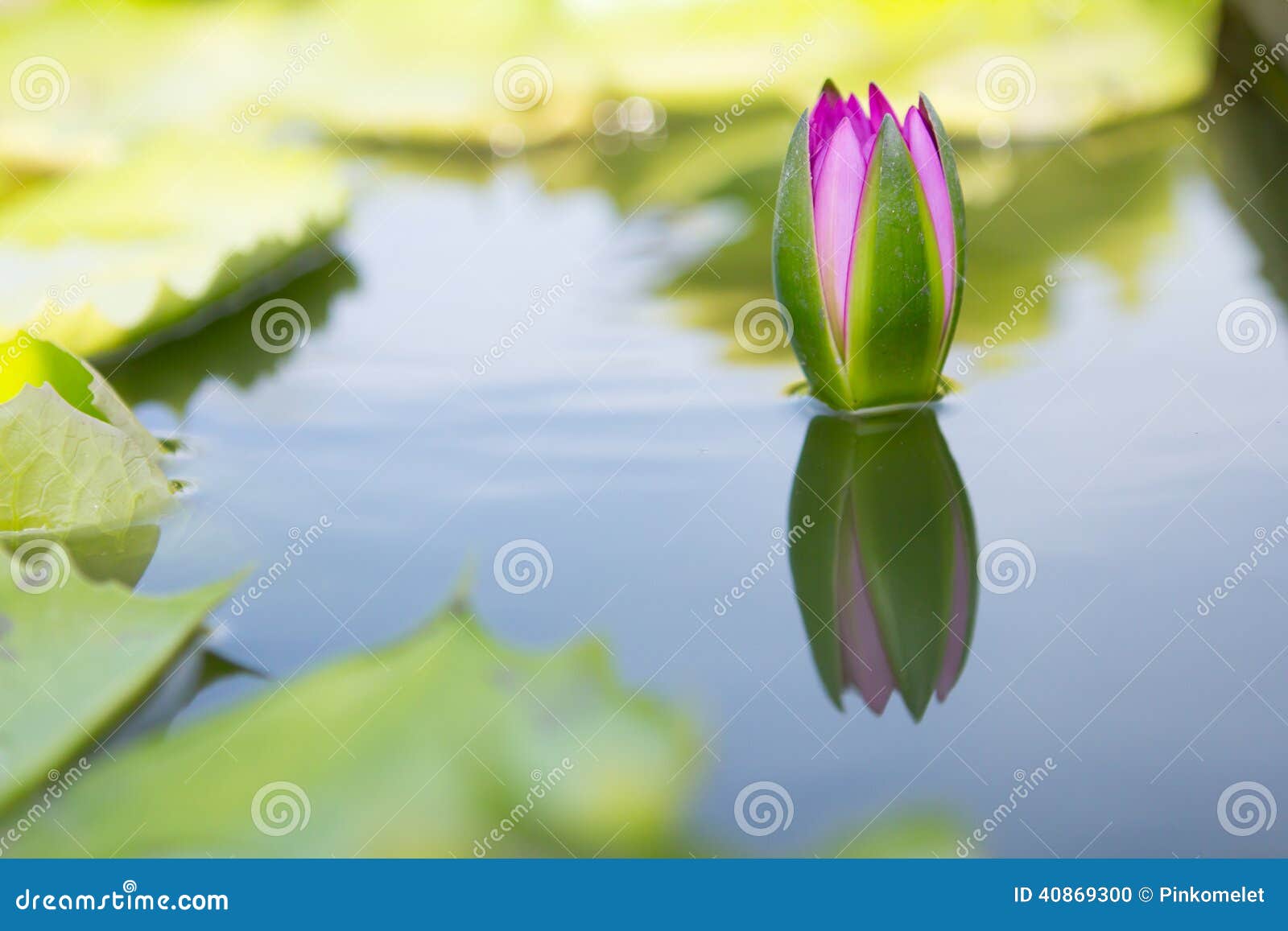Lotus on Water with Reflection Stock Photo Image of leaf, lotus 40869300