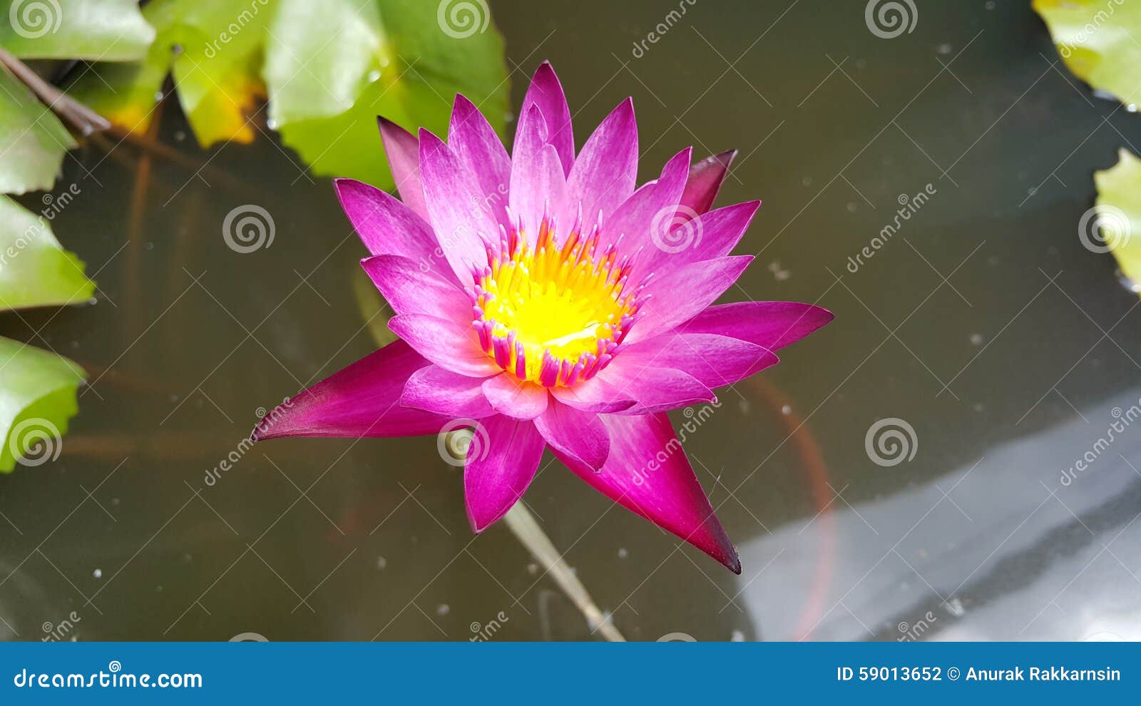 Lotus on water stock photo. Image of yellow, lotus, water 59013652