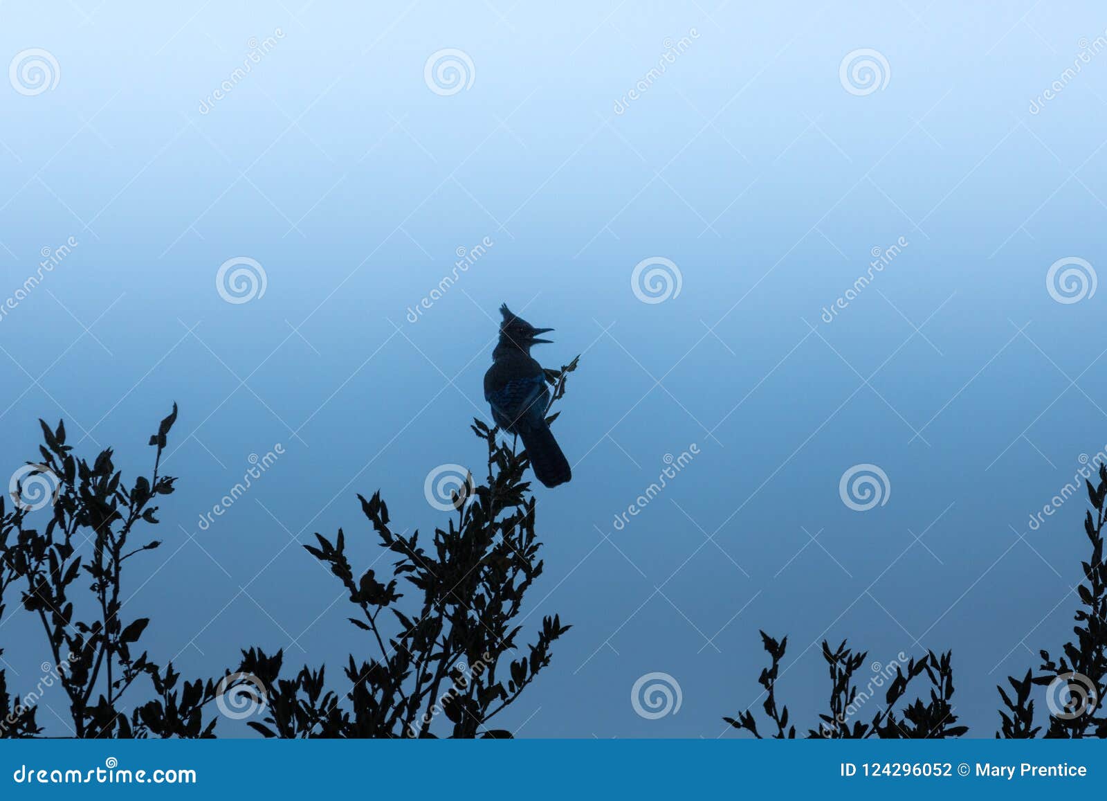 Loud, Raucous Stellar Blue Jay Perched on Oak Branches Silhouetted in ...