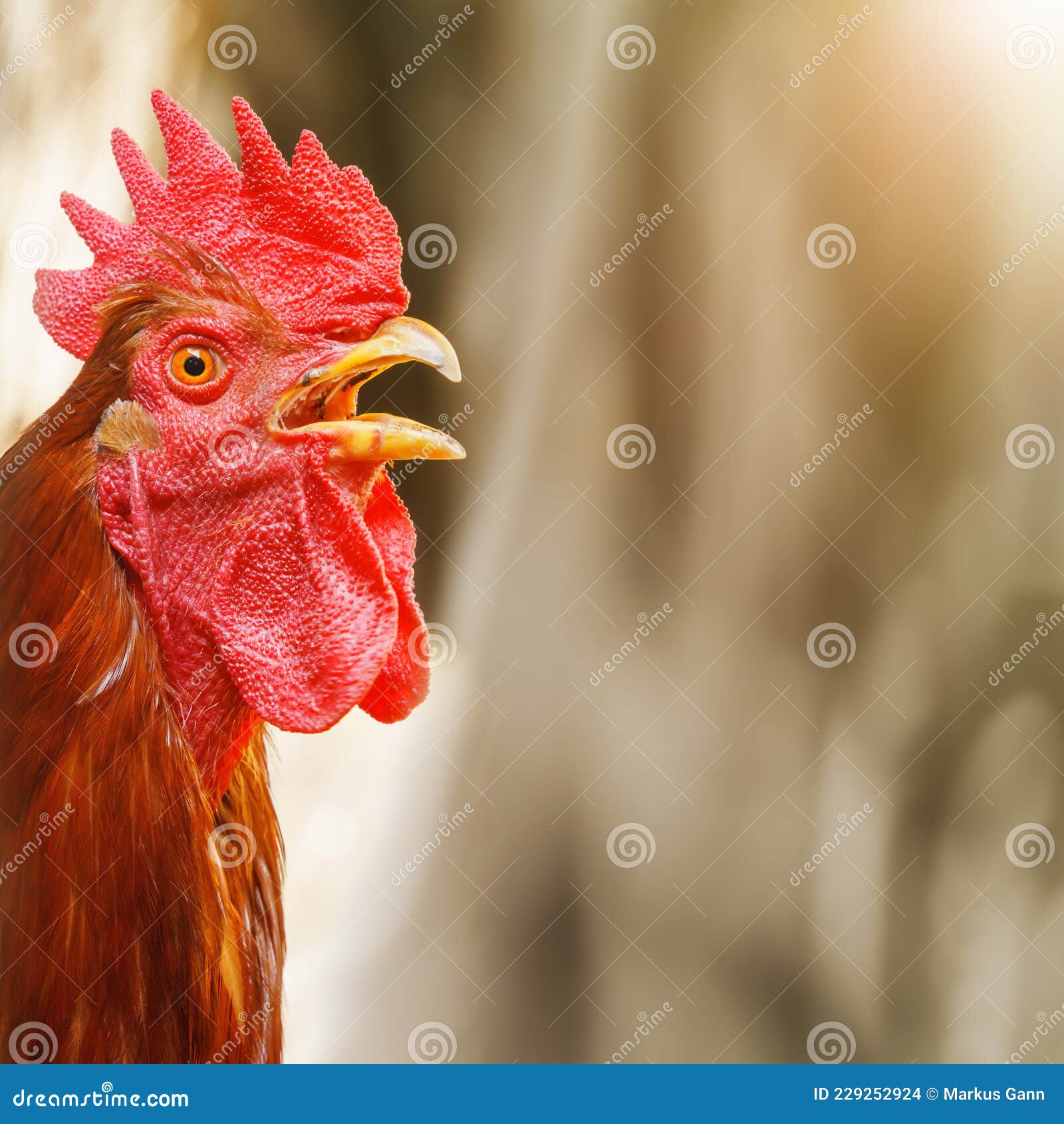 Loud screaming rooster stock photo. Image of beak, action 229252924