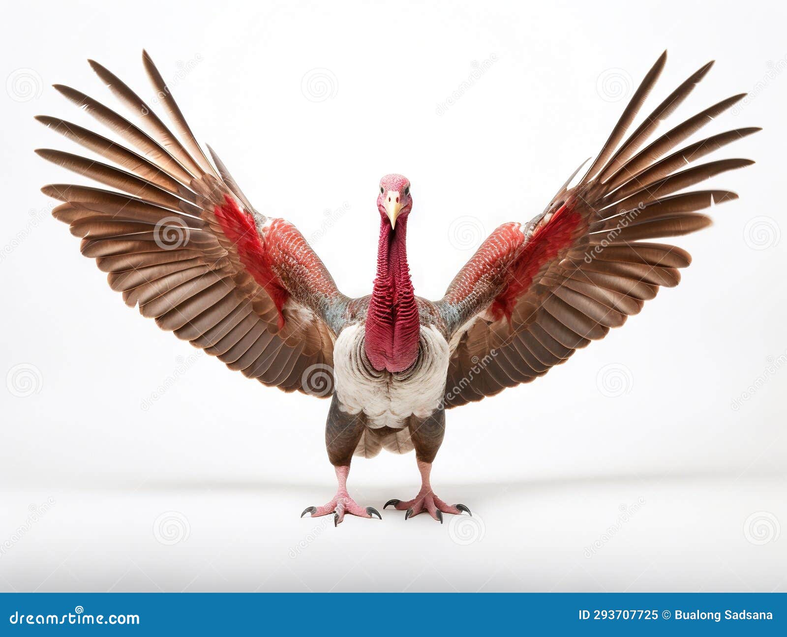 Ai Generated Illustration Wildlife Concept of Loud Turkey Stock