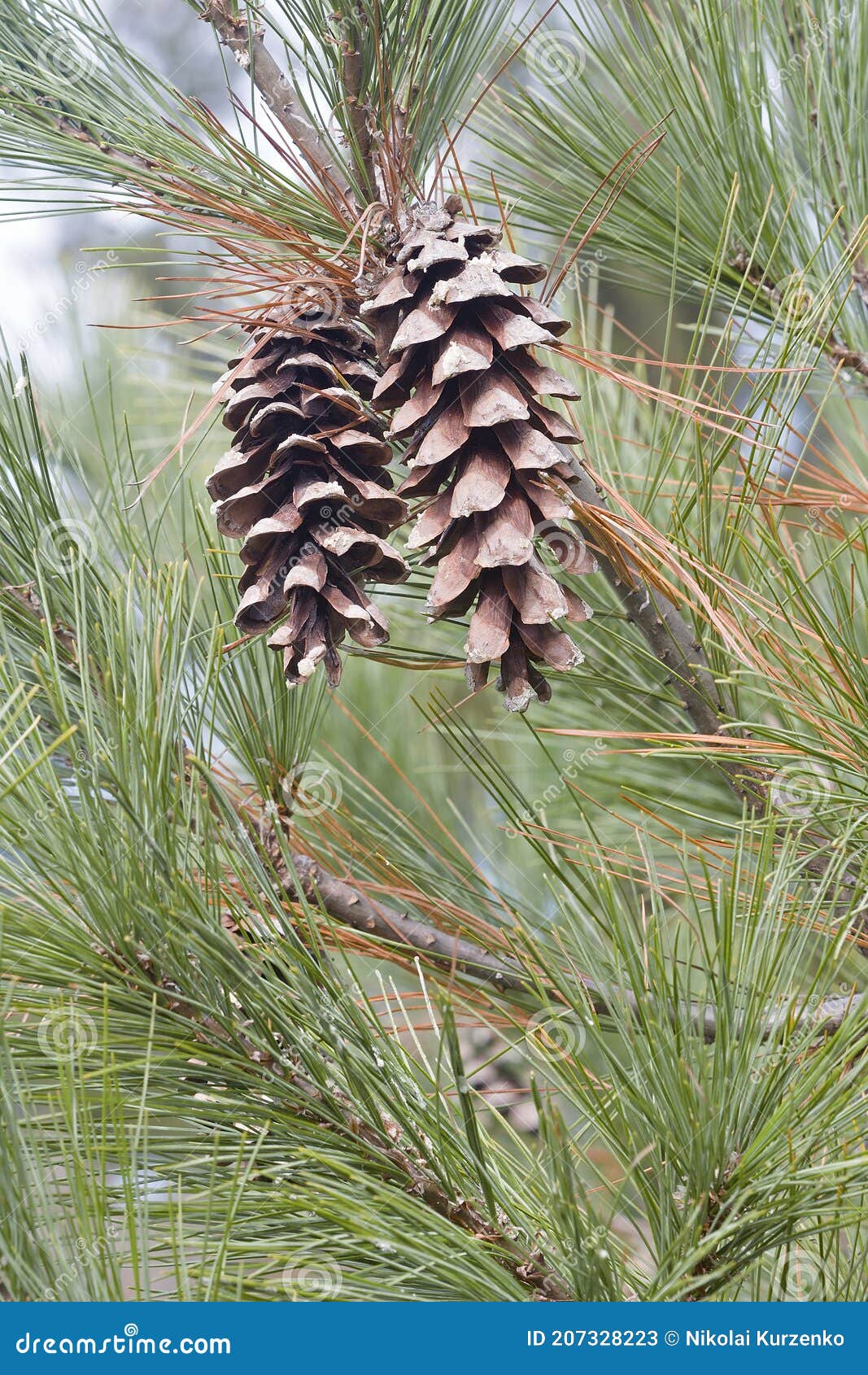 Loui Eastern White Pine Cones Stock Image Image of conifer, gymnospermae 207328223