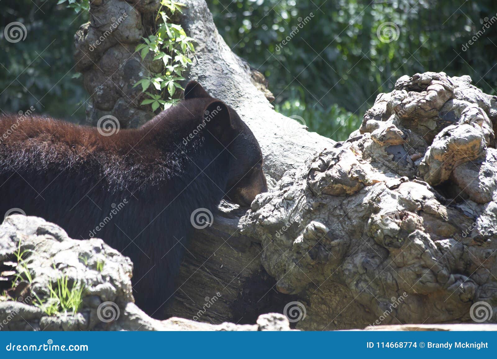 Louisiana Black Bear (Ursus americanus luteolus)