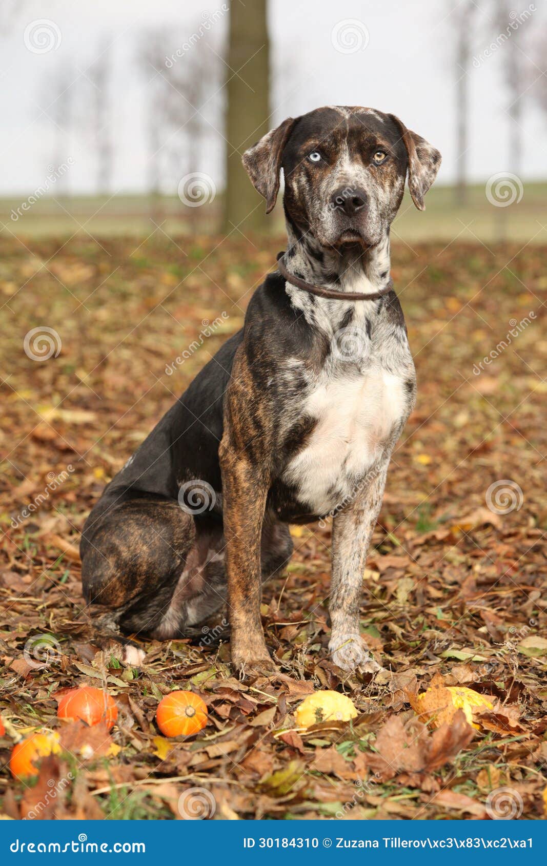 581 Catahoula Breed Stock Photos Free Royalty Free Stock