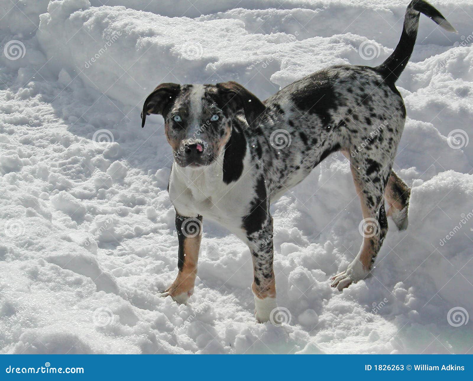 are catahoulas friendly dogs