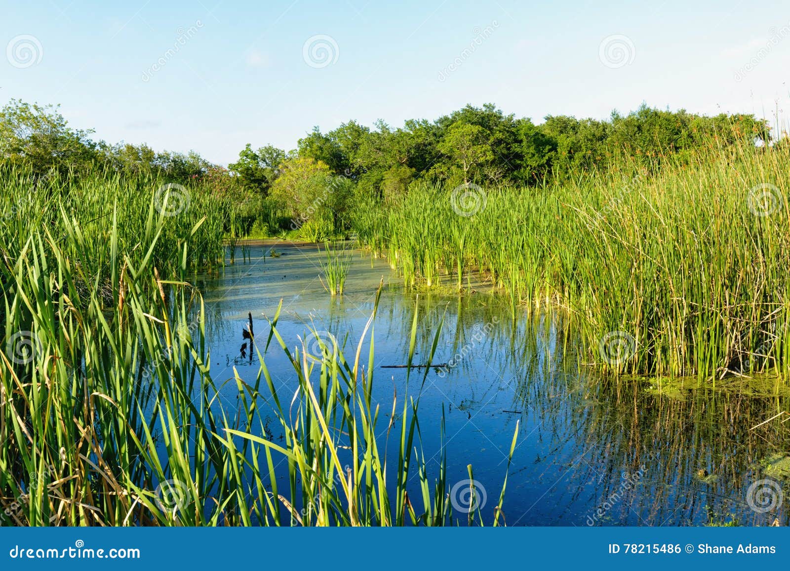 the louisiana marsh