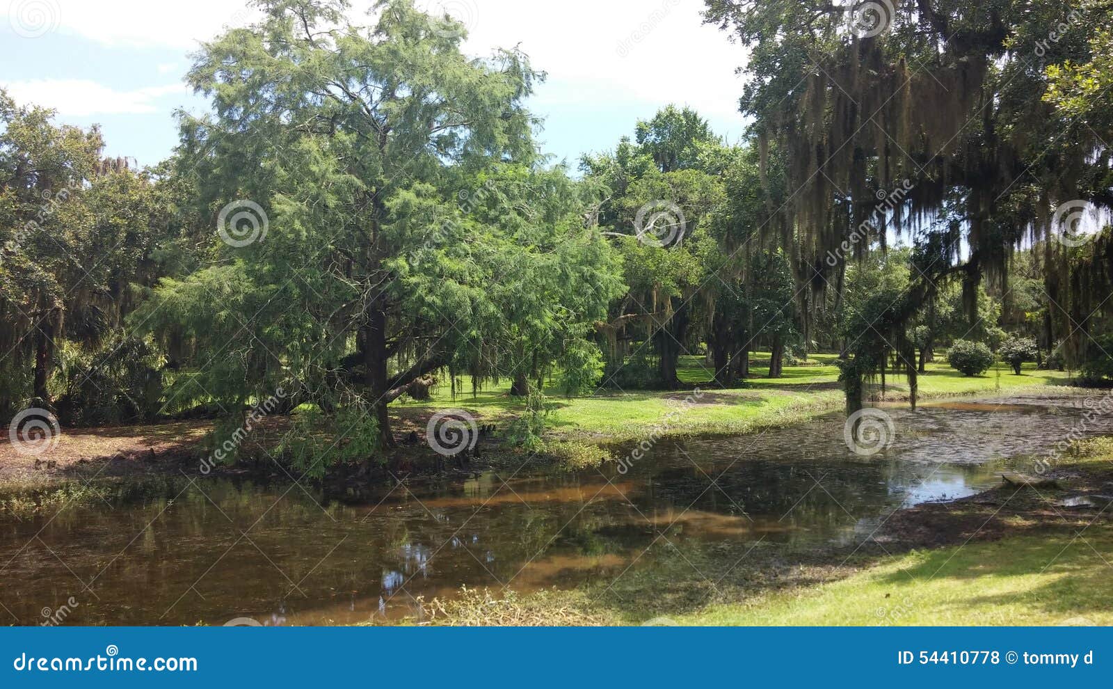 Louisiana Mossy Oaks and Cypress Trees Stock Photo Image of trees
