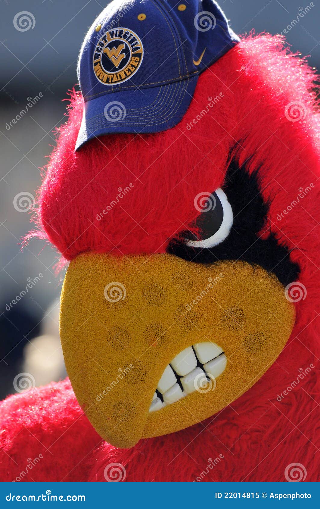 Louisville Kentucky Pronunciations Stock Photo - Image of colorful,  cardinals: 69378982