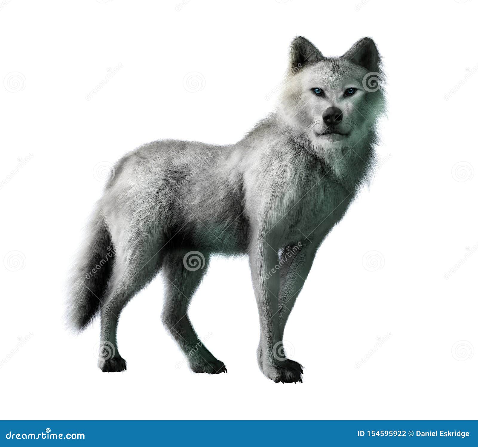 Loup Blanc Sur Le Fond Blanc Illustration Stock Illustration Du Normal Cote