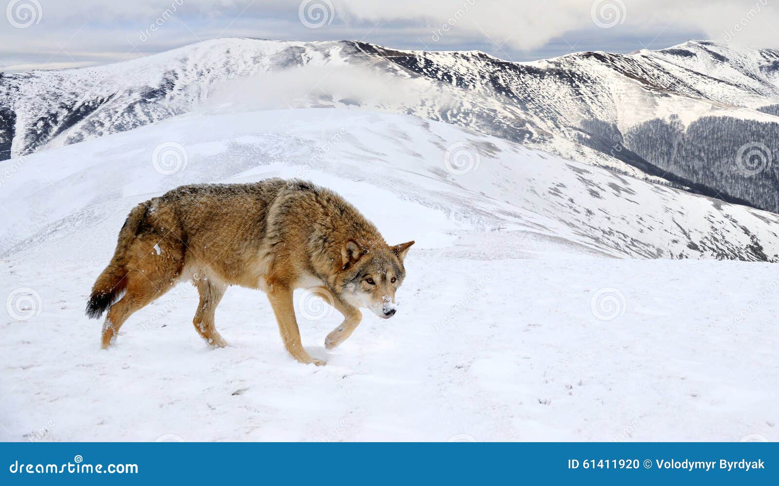 Loup En Montagne Photo Stock Image Du Paquet Stare Loup En Montagne Photo Stock Image Du Paquet Stare