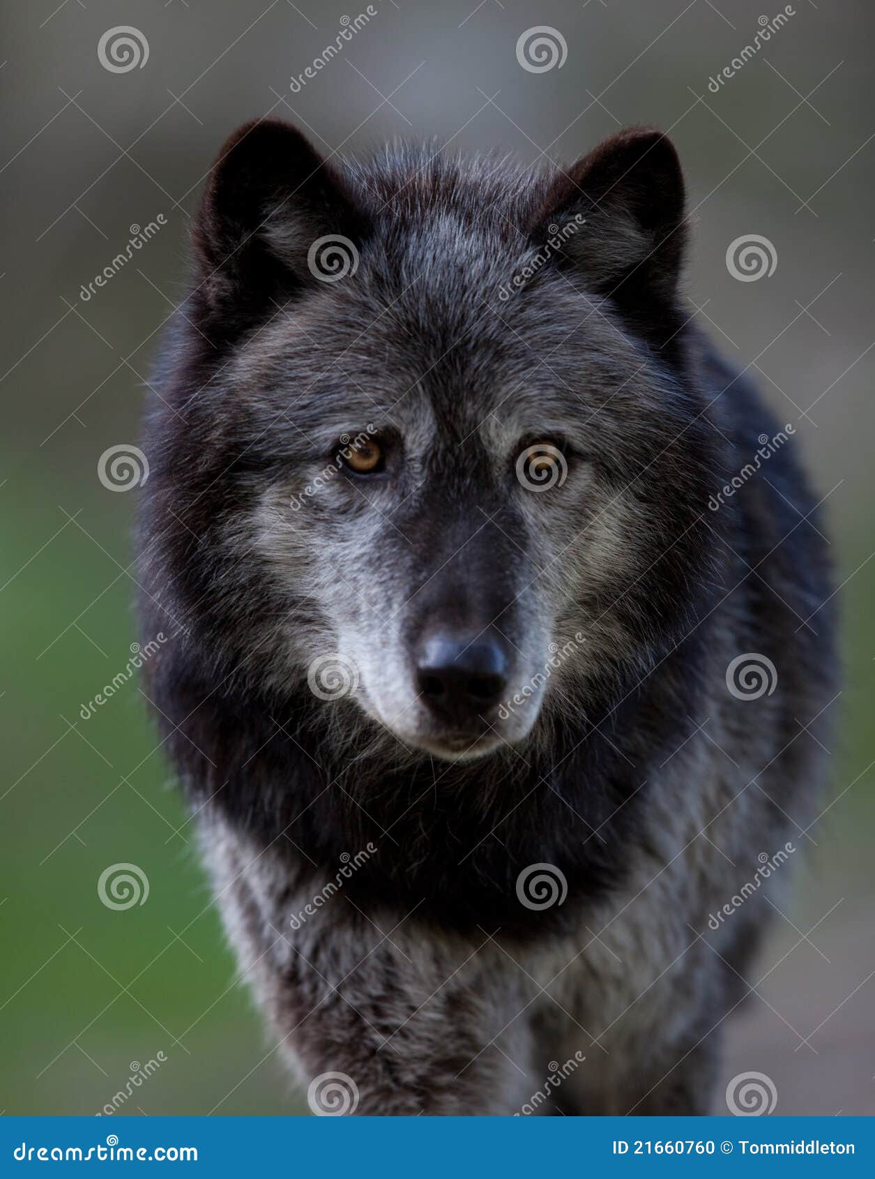 Loup gris photo stock. Image du yellowstone, sauvage - 21660760