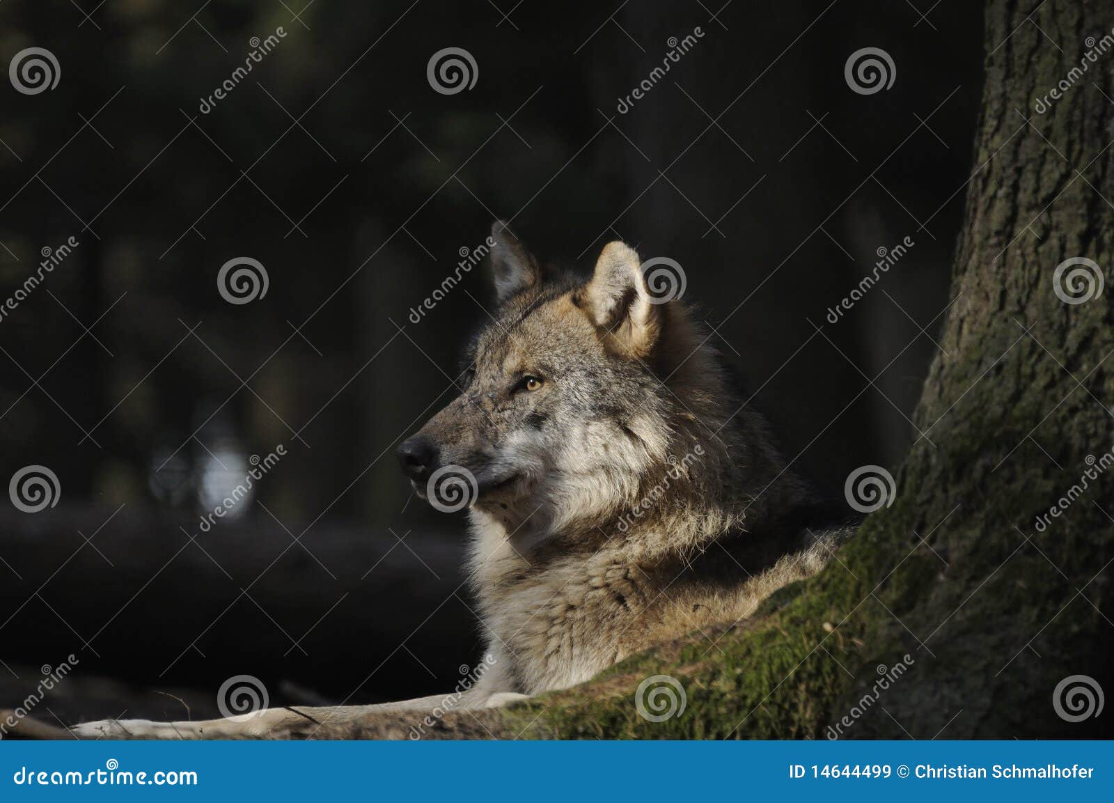 Loup gris (lupus de Canis) image stock. Image du captif - 14644499