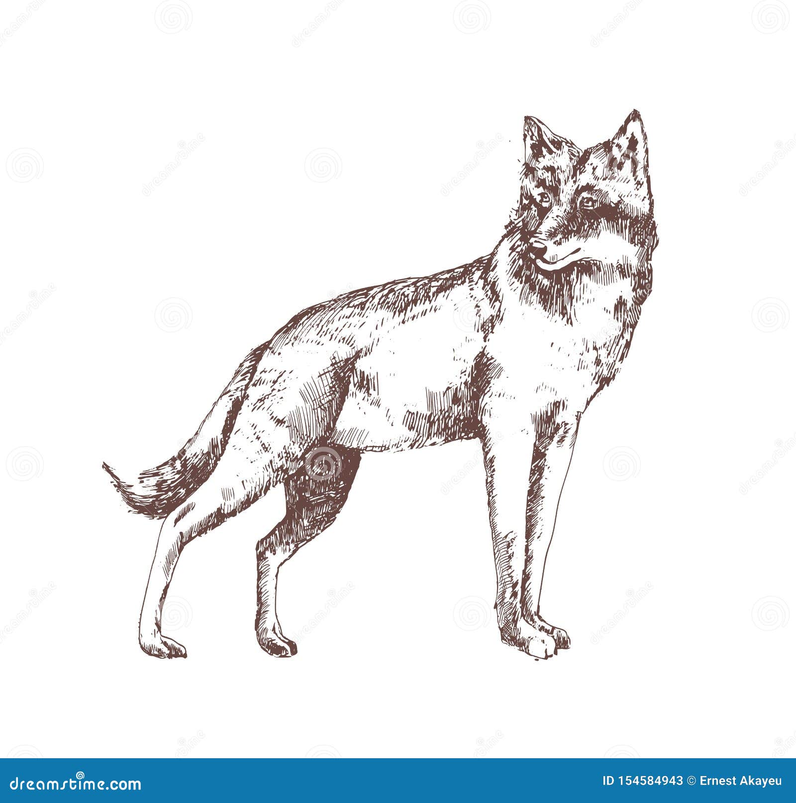 Loup Tire Par La Main Avec Des Courbes De Niveau Sur Le Fond Blanc Dessin De Croquis Realiste Magnifique D Animal Carnivore De Fo Illustration De Vecteur Illustration Du Carnivore Main 154584943