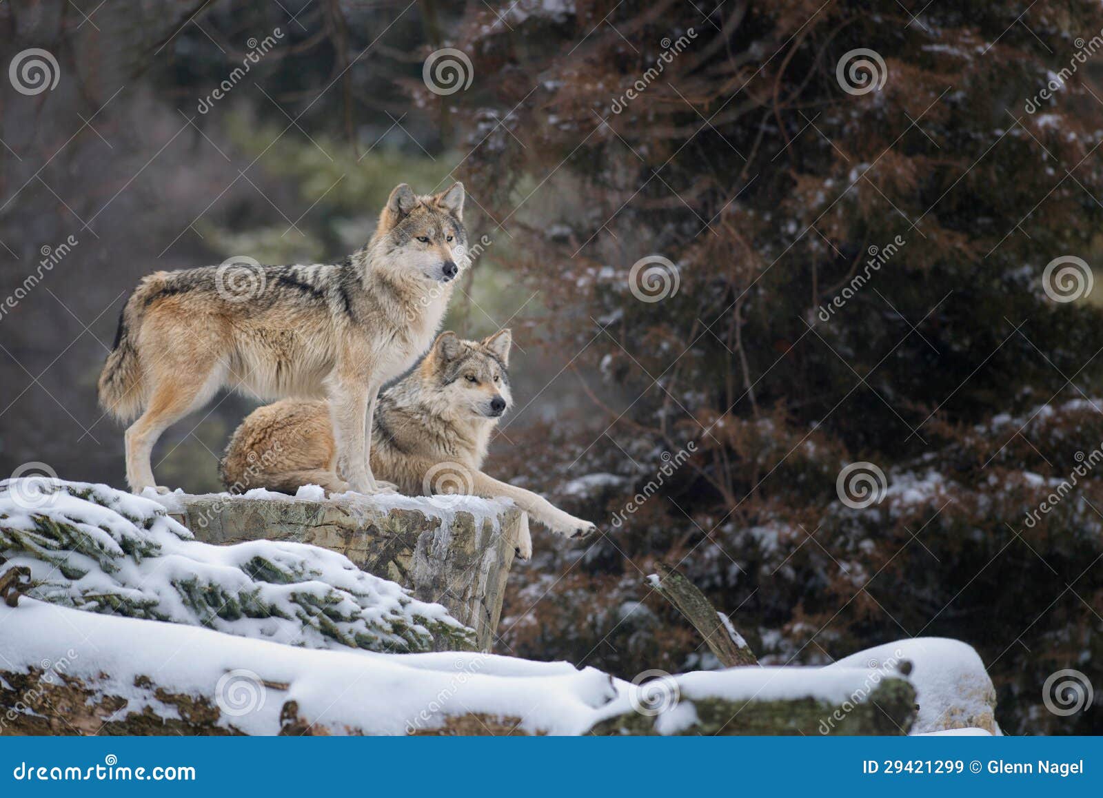 Loups gris mexicains image stock. Image du regarder, jour - 29421299