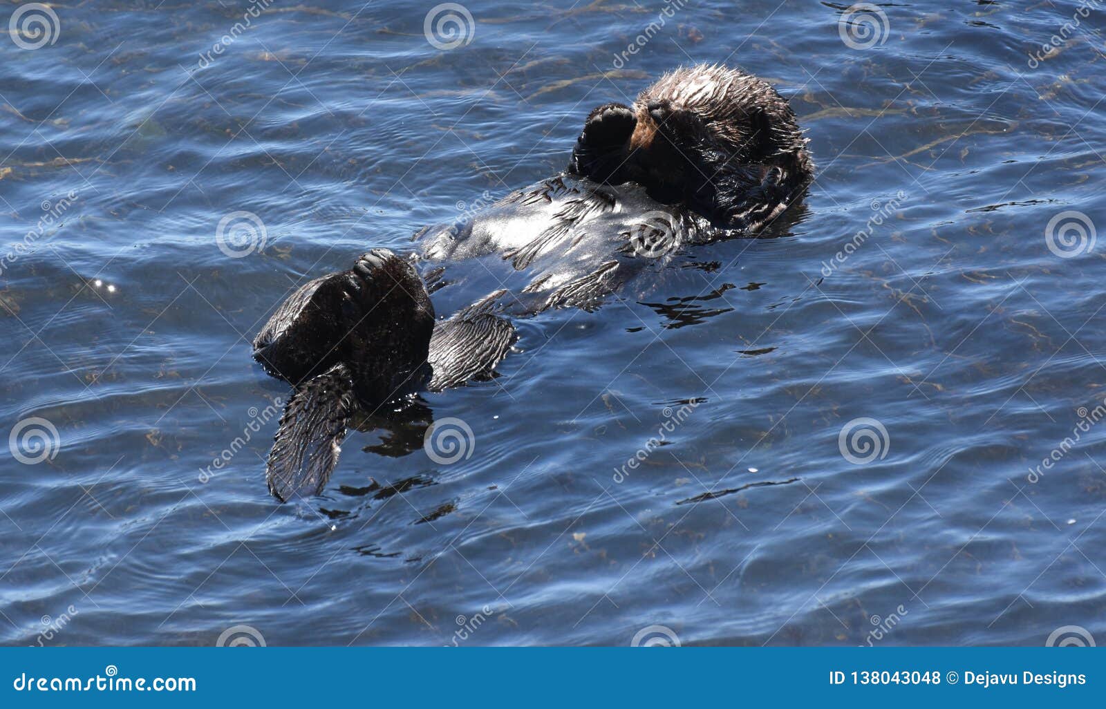 Loutre mignonne de bébé