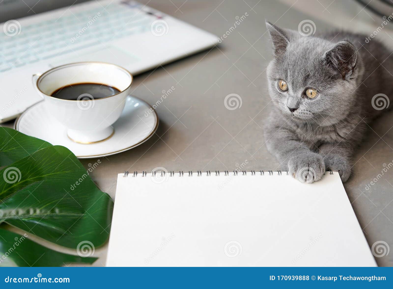 Lovable Kitten British Shorthair Cat  Looking At Outside 