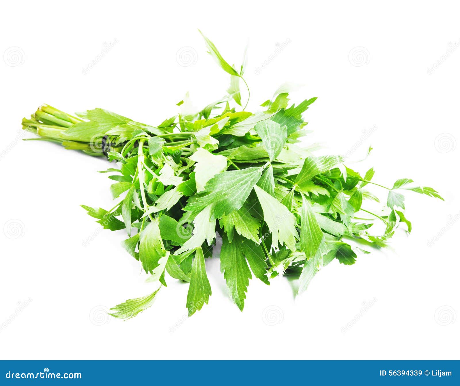 Lovage Herb stock image. Image of garden, seasoning, flavor 56394339
