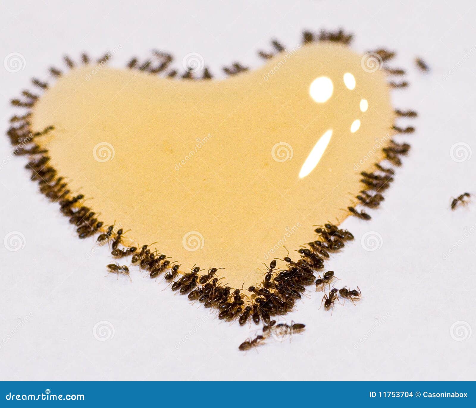 The Love of Ants stock photo. Image of closeup, background 11753704